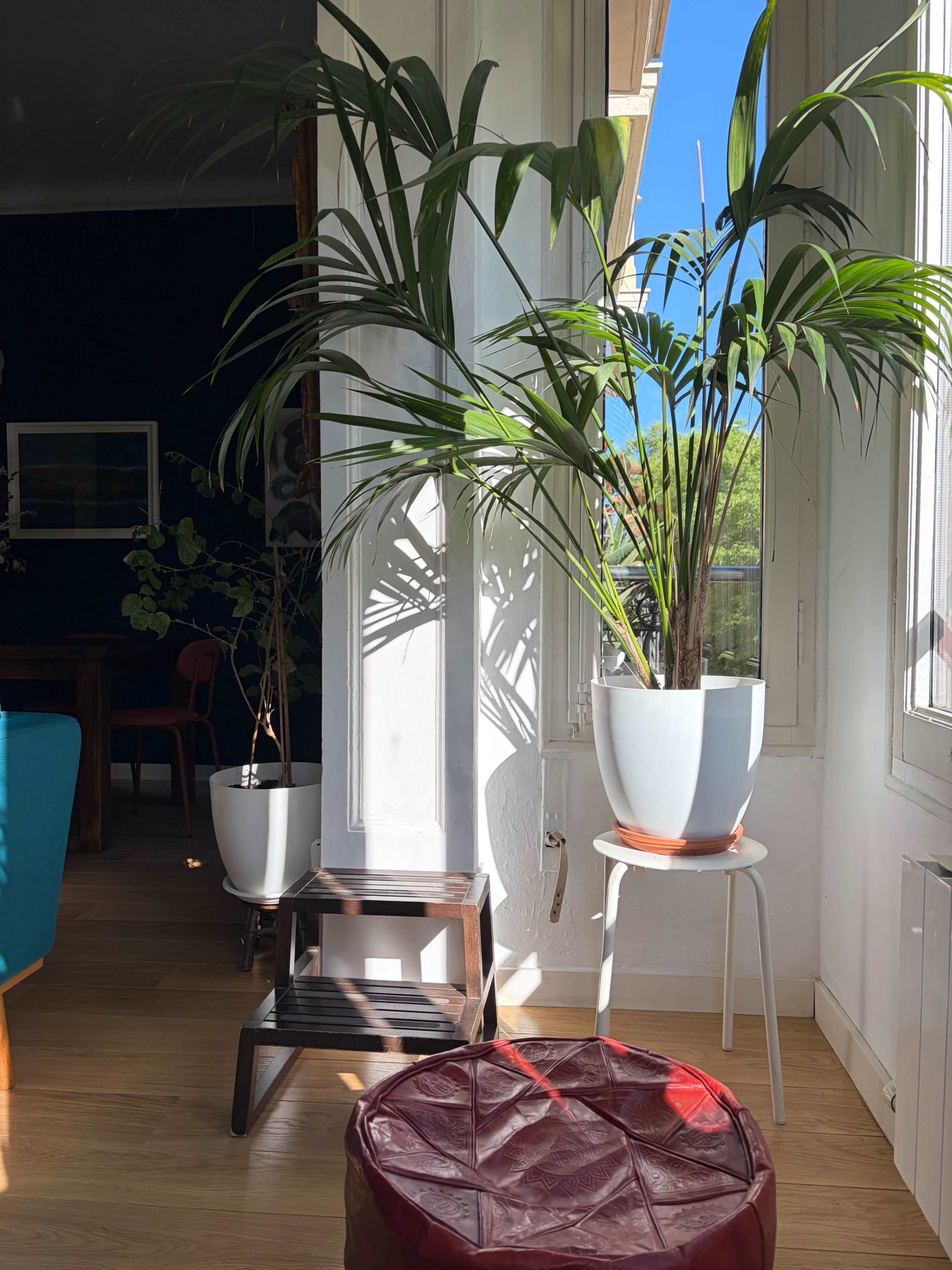 A large potted plant sits on a stand beside a window, casting shadows on the wall in a bright living space.