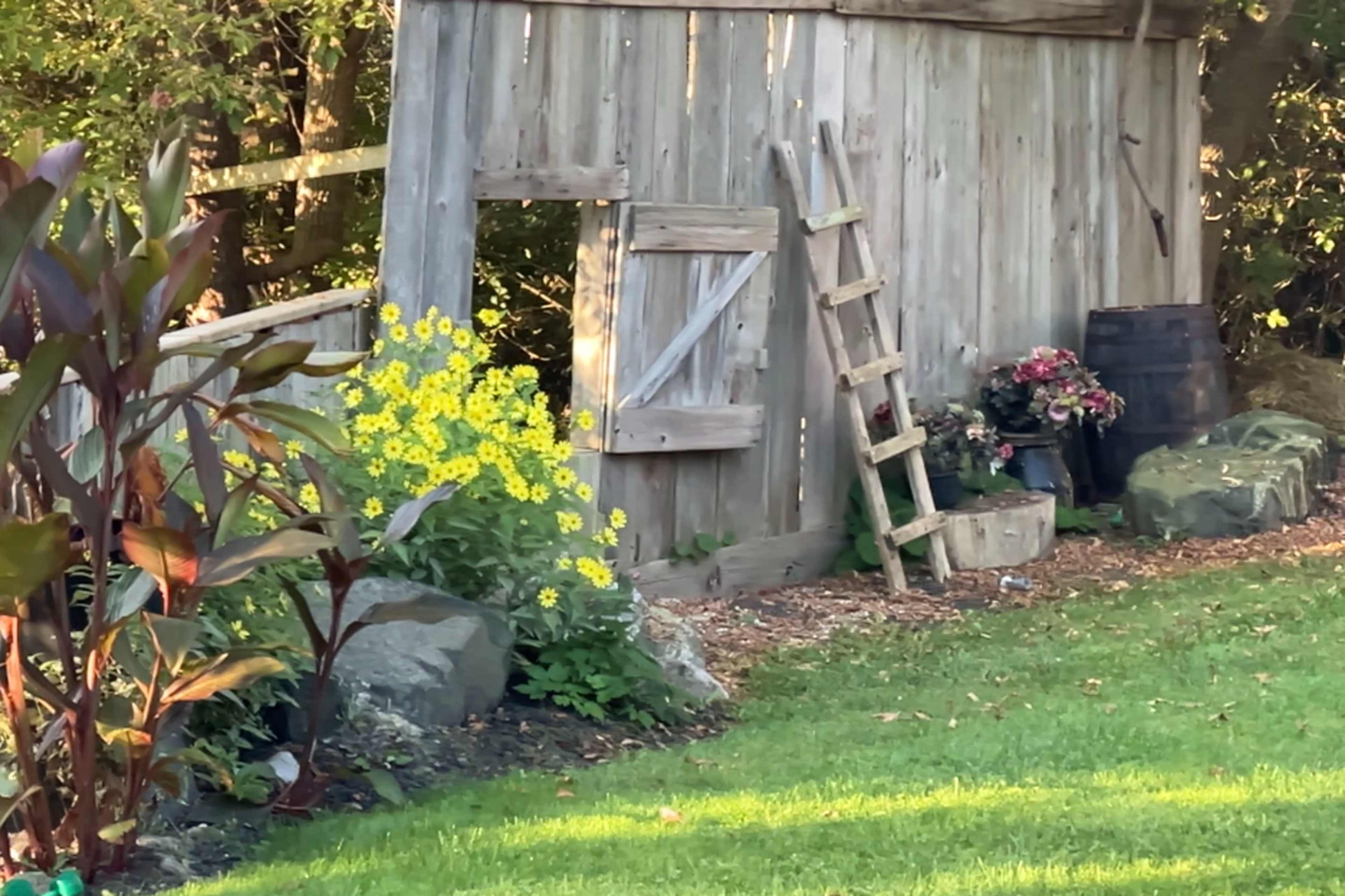 A wooden shed with a small open doorway is surrounded by yellow flowers and landscaped greenery.