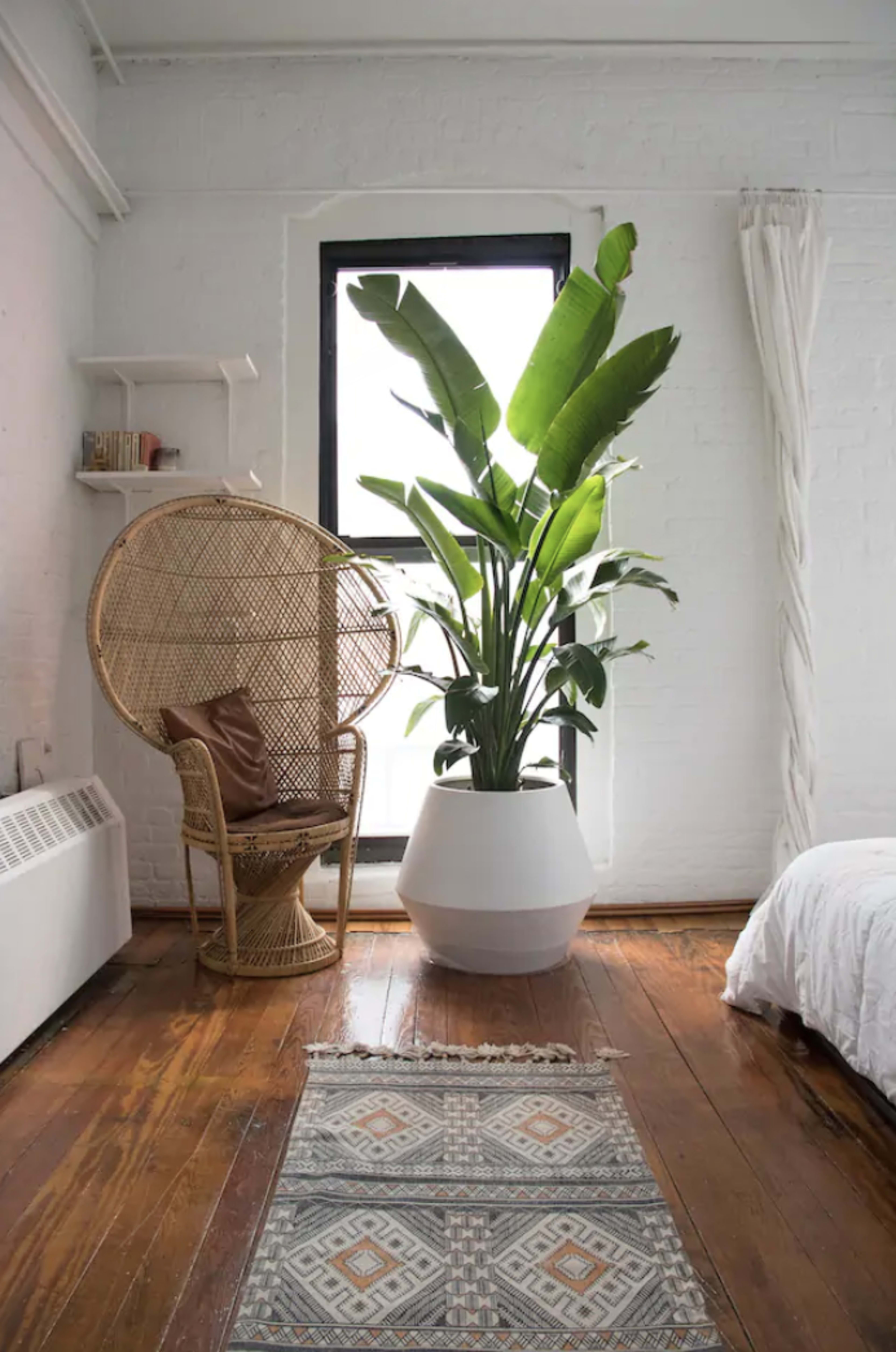 A brightly lit room featuring a large potted plant next to a woven chair against a window.