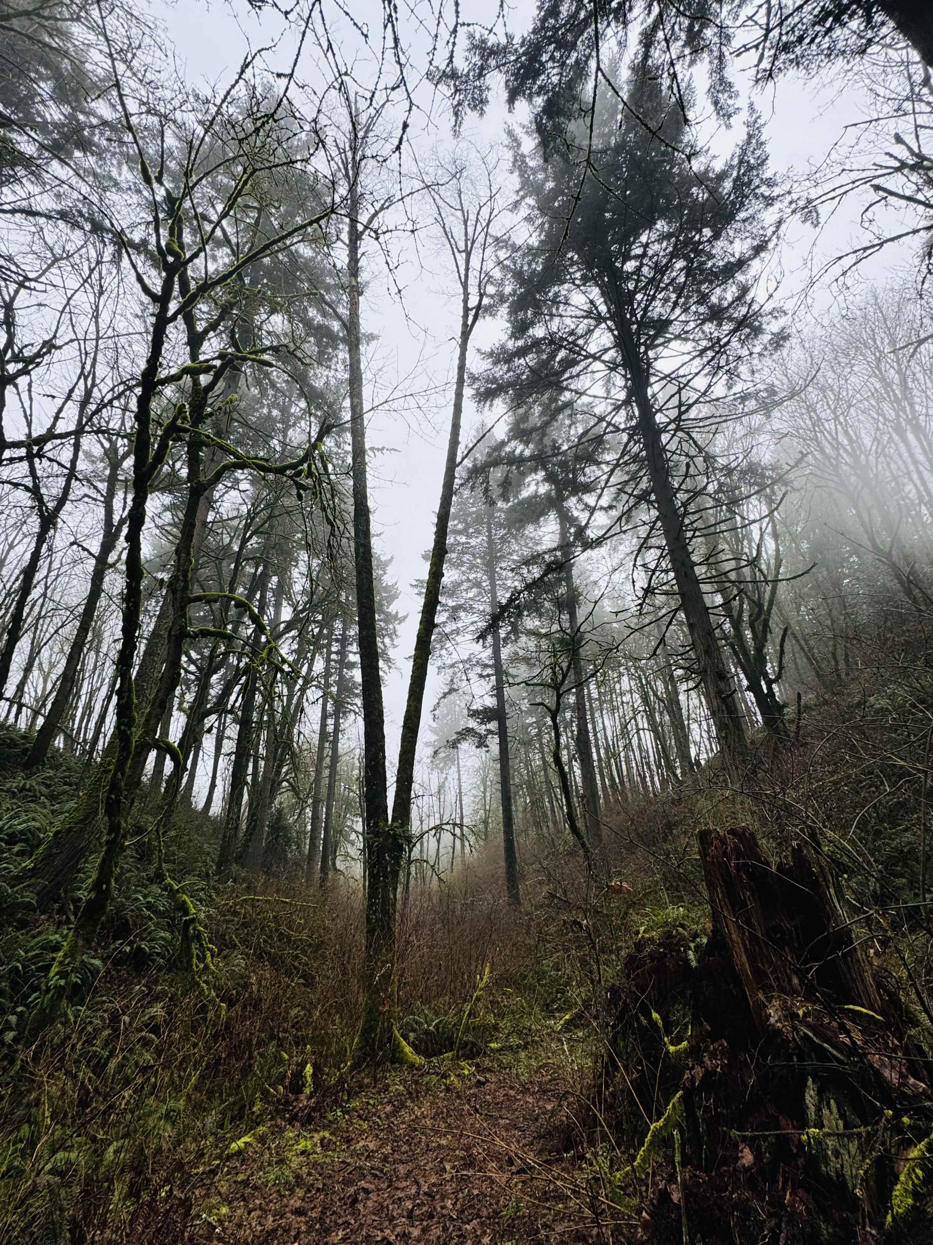 Tall trees with bare branches rise above a foggy forest path surrounded by underbrush and fallen logs.