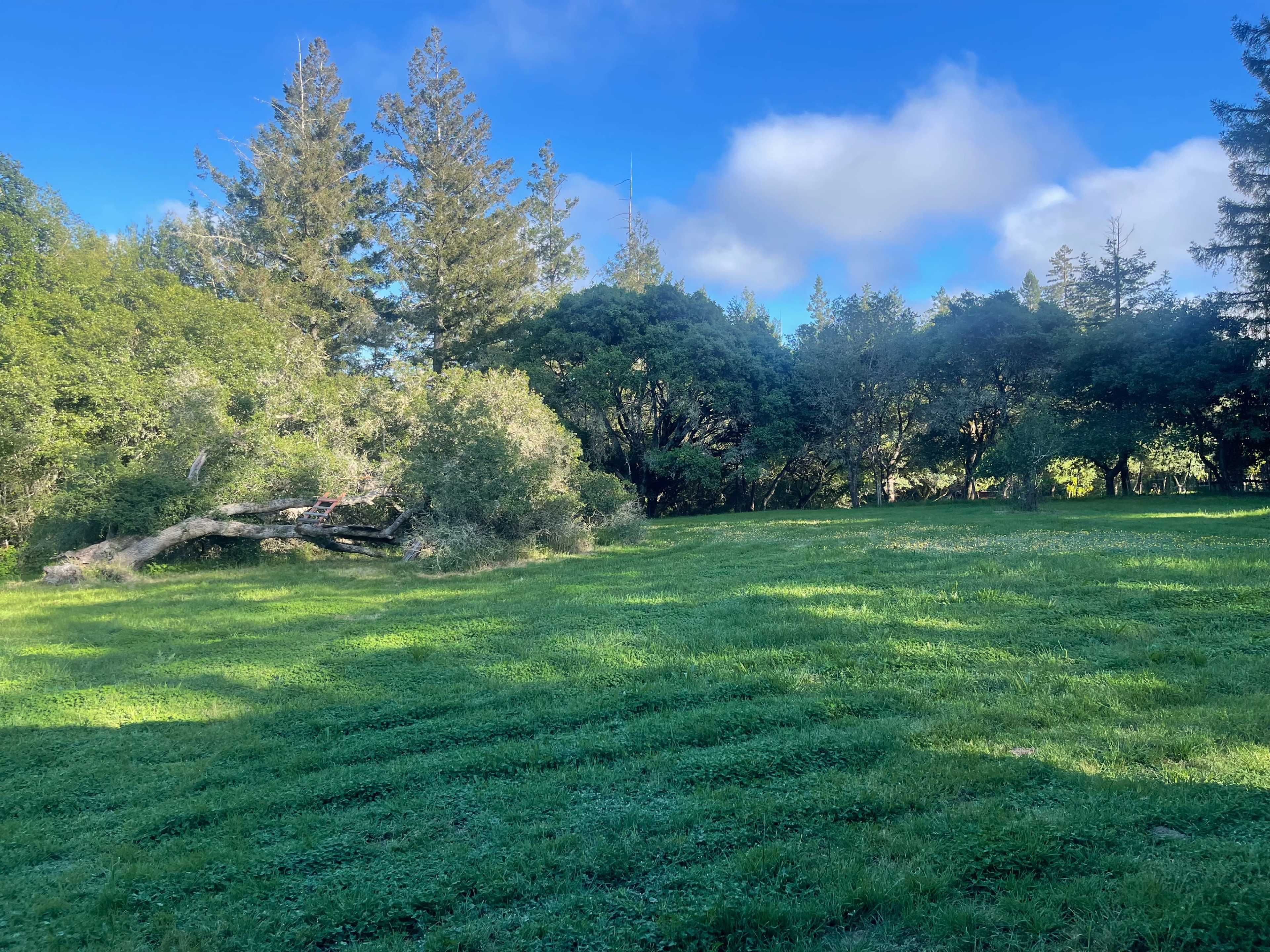 A green lawn is surrounded by trees and shrubs under a blue sky with scattered clouds.