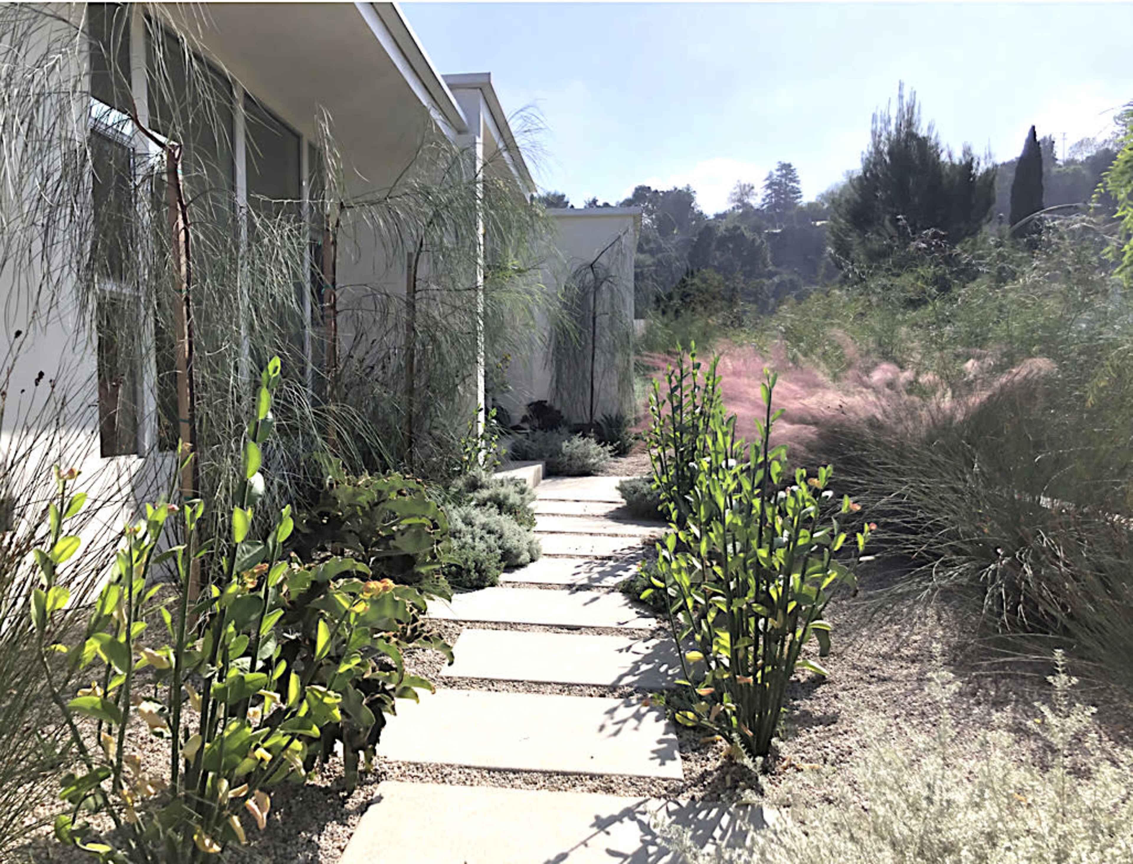 A stone pathway lined with green plants leads to a modern building surrounded by various types of grasses and shrubs.