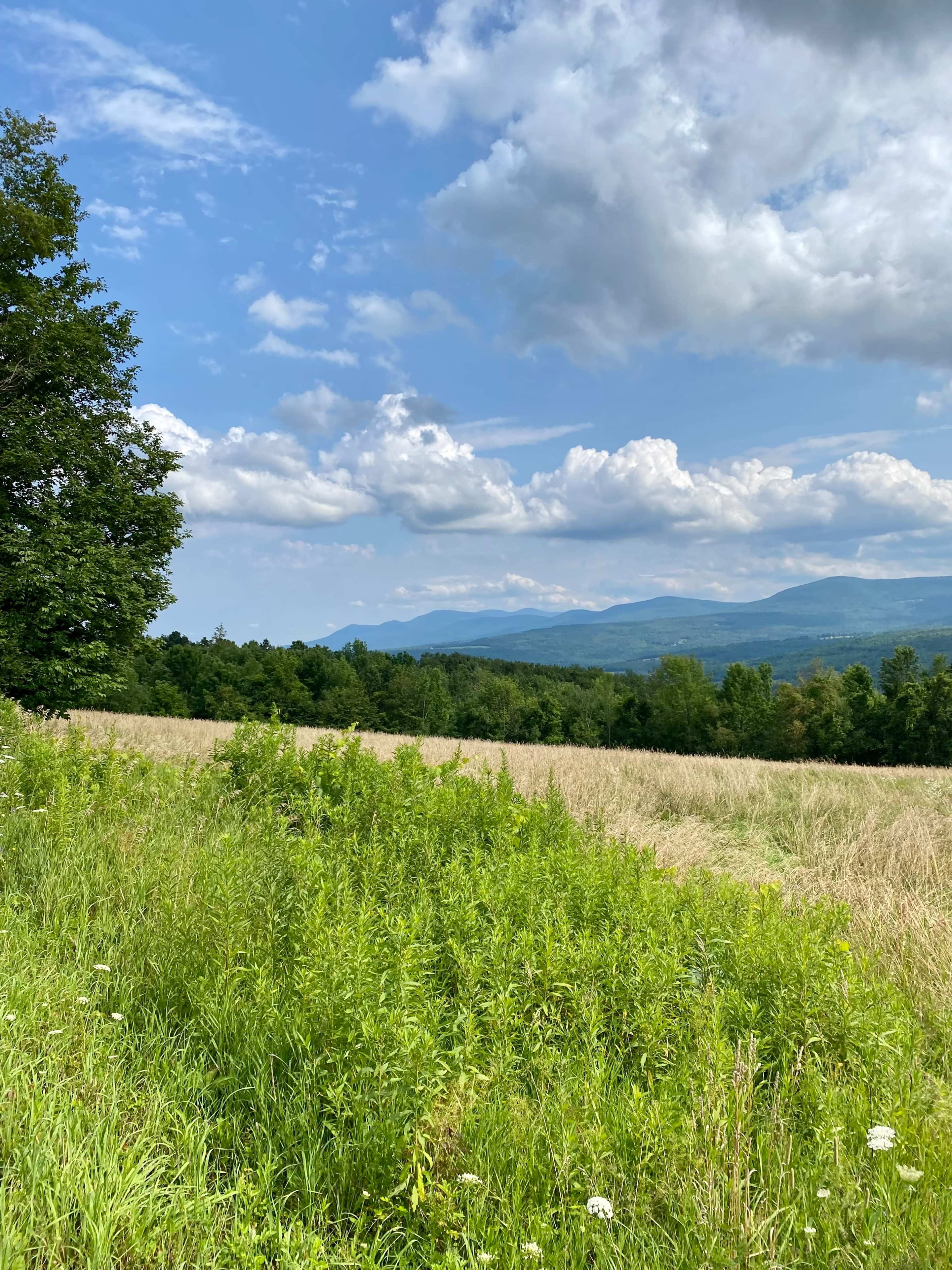 A grassy field with scattered wildflowers in the foreground and mountains under a partly cloudy sky in the background.