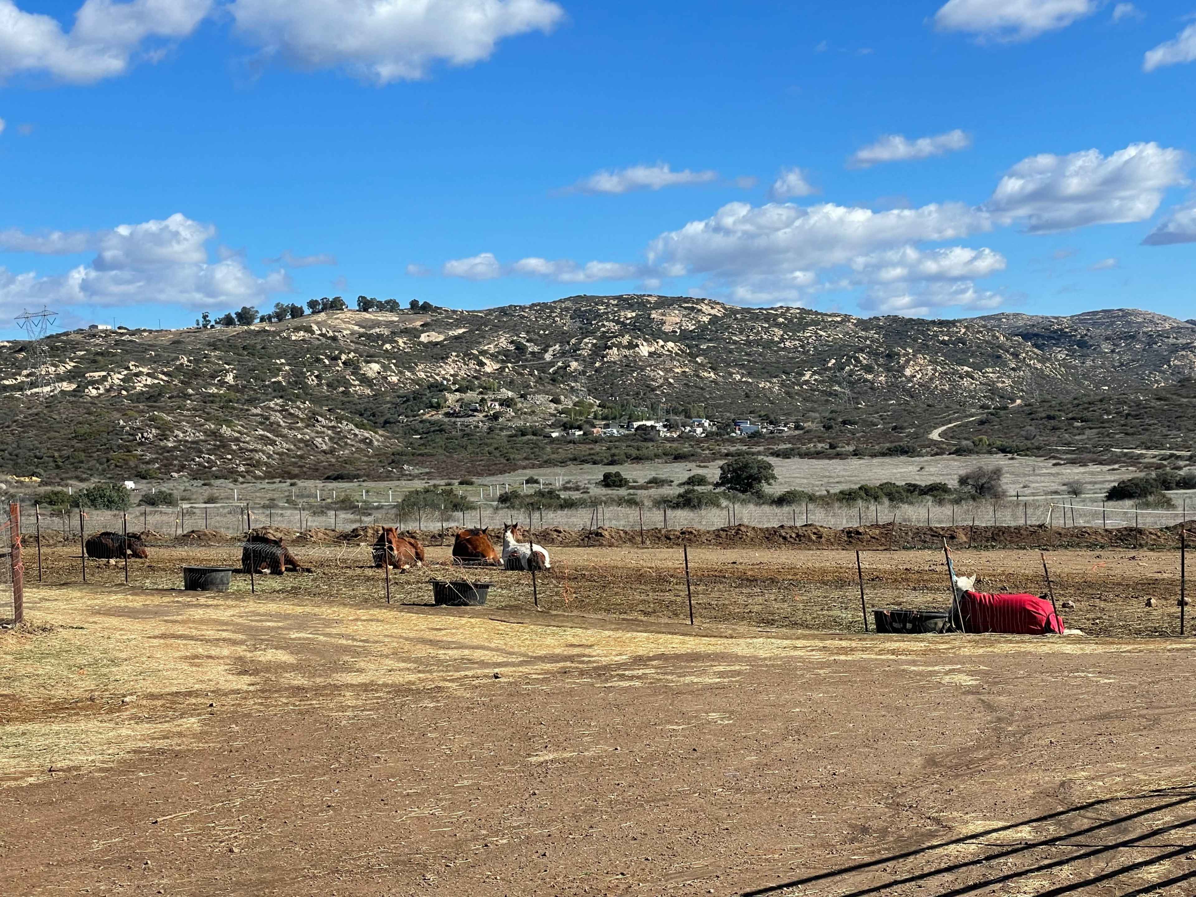 Cows graze in a fenced area with rolling hills and a blue sky in the background.