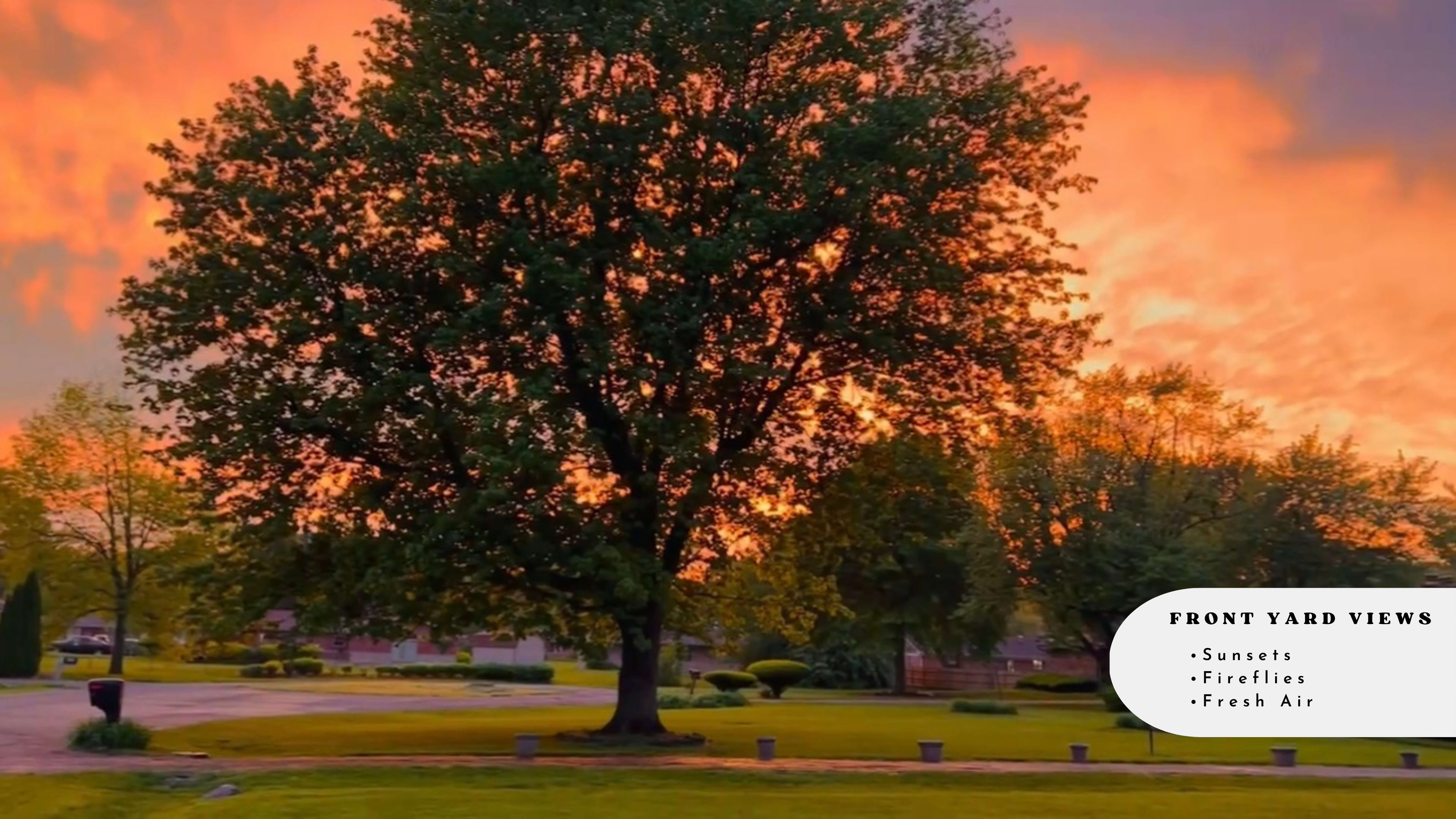 A large tree stands in a front yard, silhouetted against a vibrant sunset sky.
