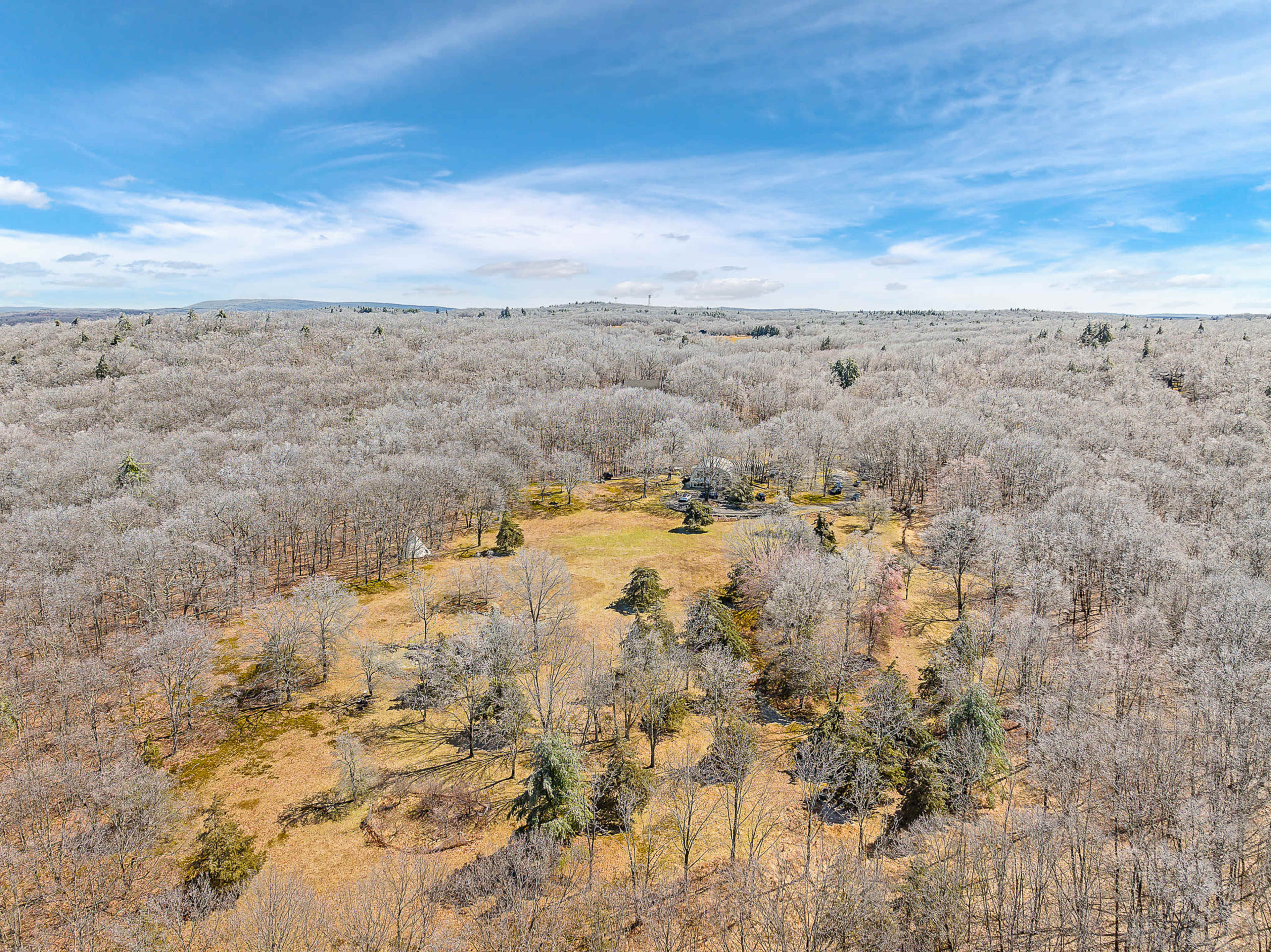 The image shows a vast area of deciduous trees with a mixture of bare branches and green evergreens, set against a bright blue sky with scattered clouds.