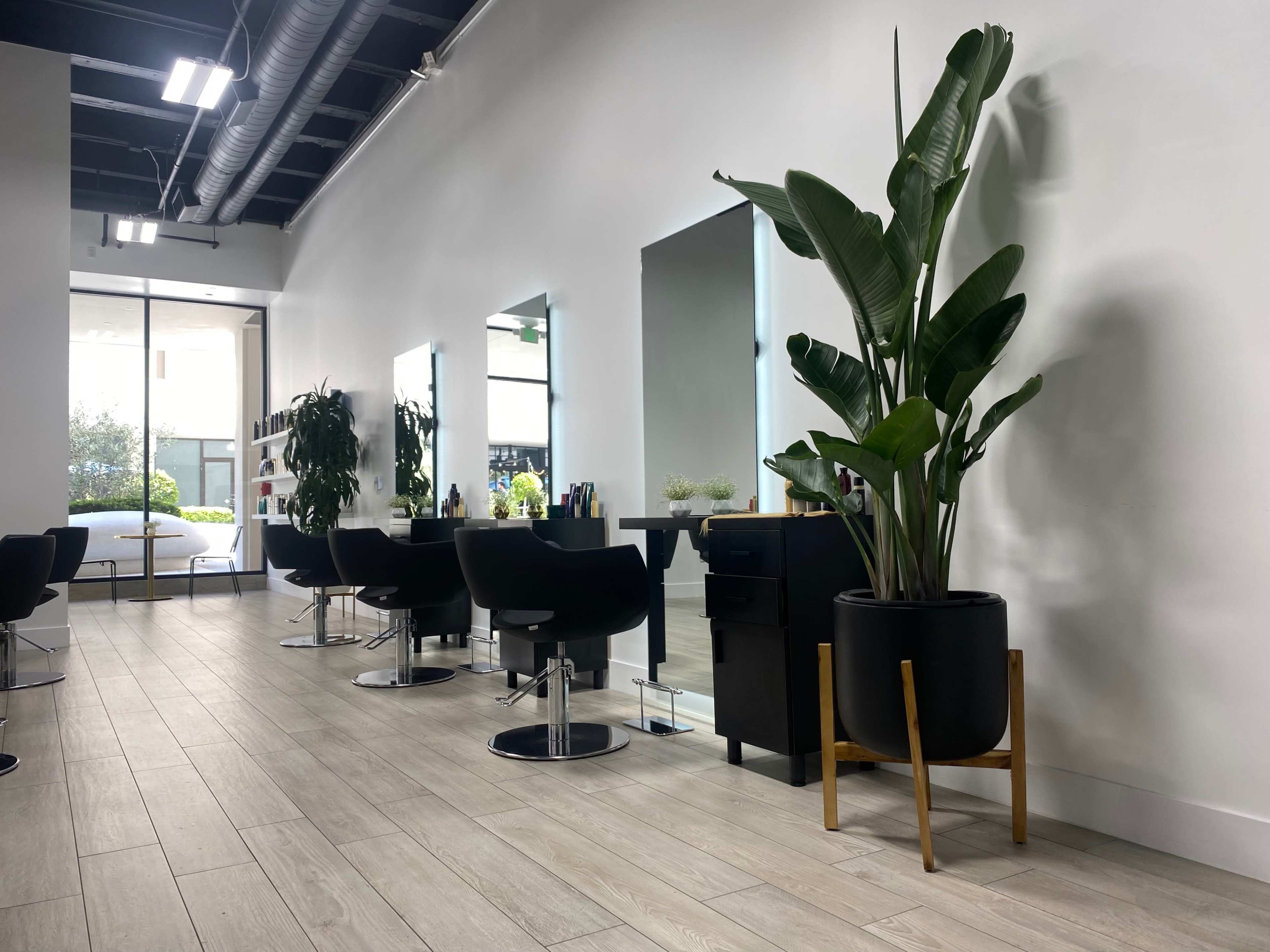 A modern hair salon with black styling chairs, a large plant, and mirrors along a white wall.