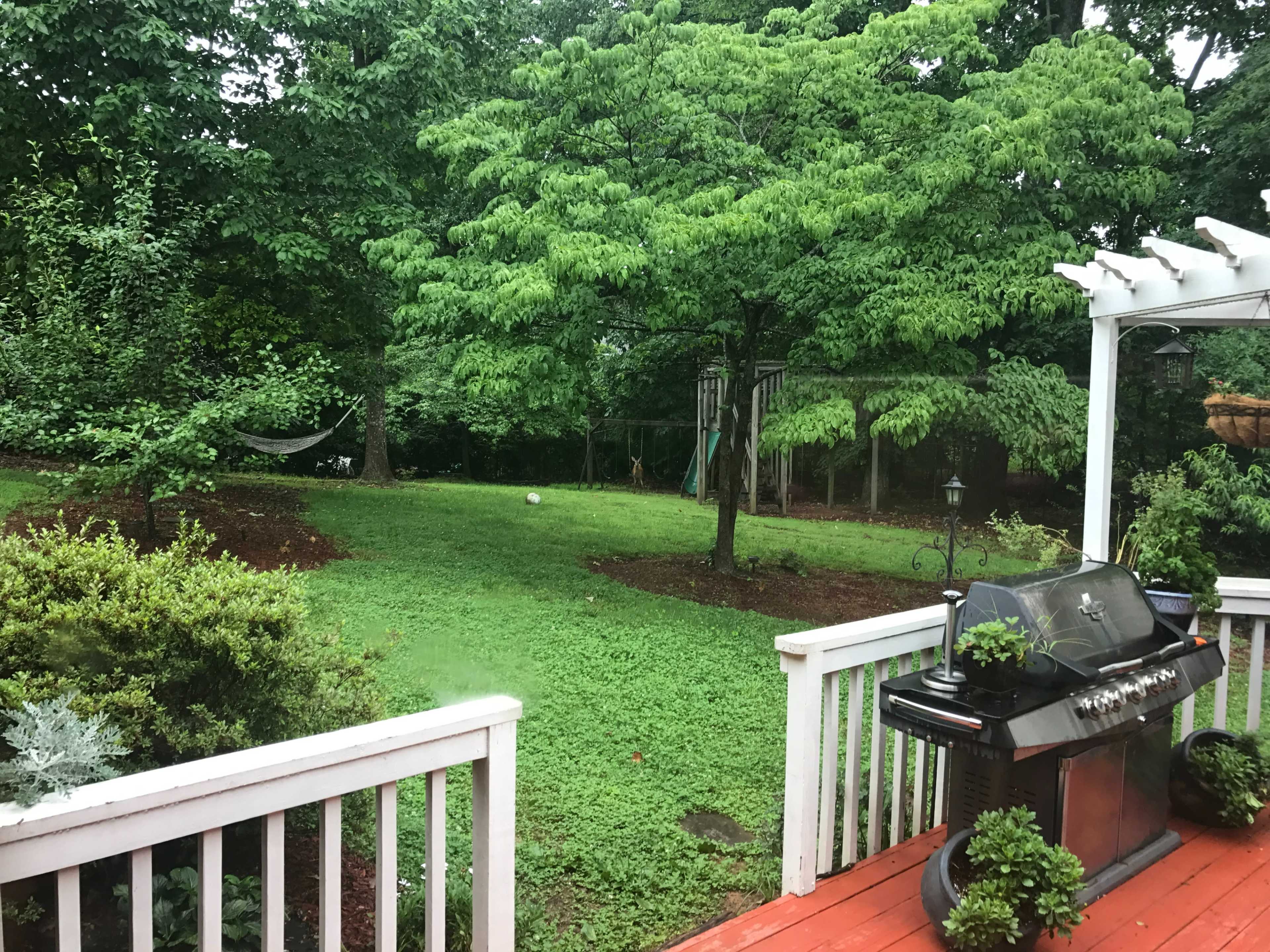 A backyard with a grassy area, a large tree, a hammock, and a barbecue grill on a deck.
