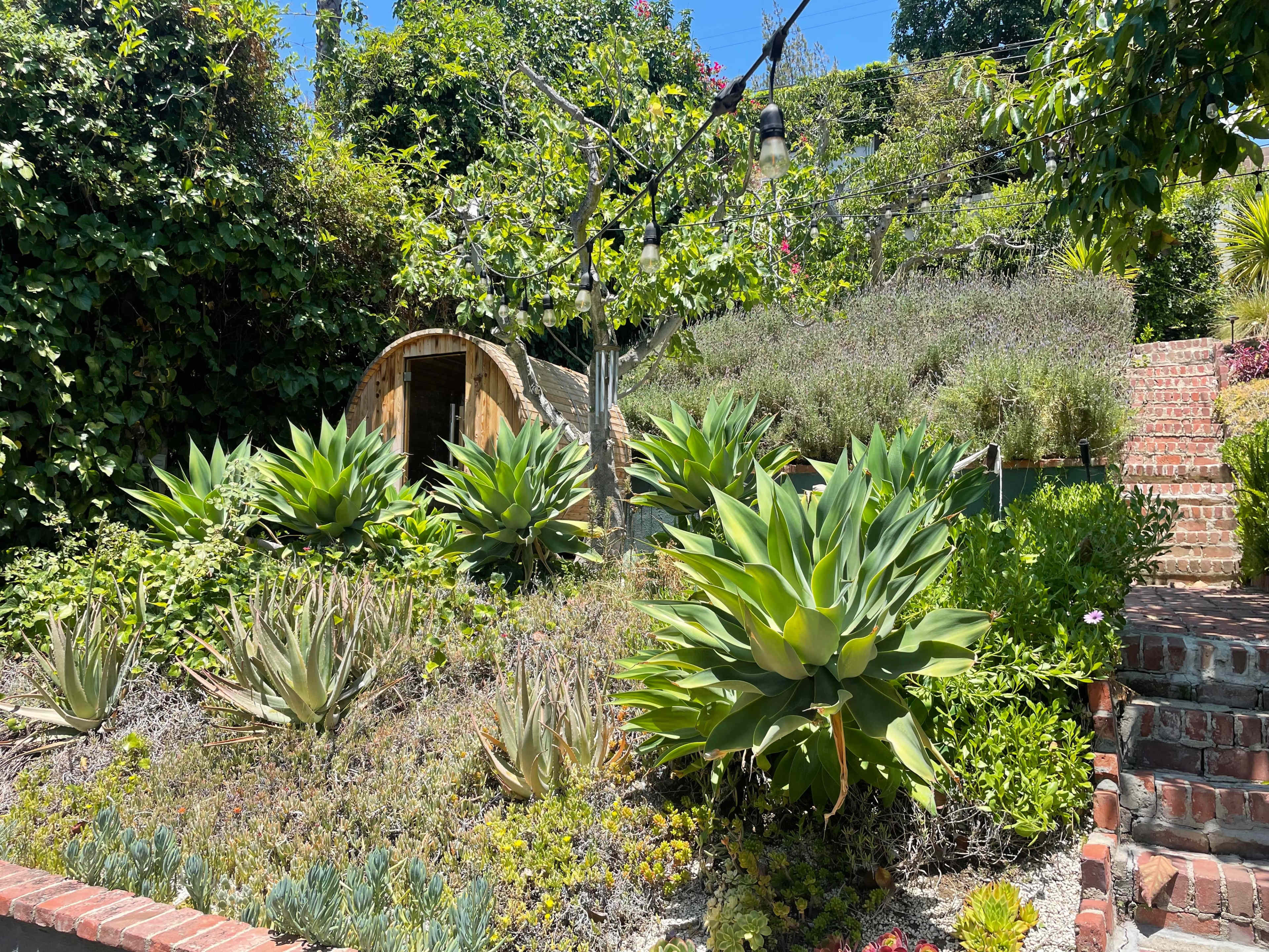 A garden features a wooden structure surrounded by various plants, including succulents and lavender, with stone steps leading upward.