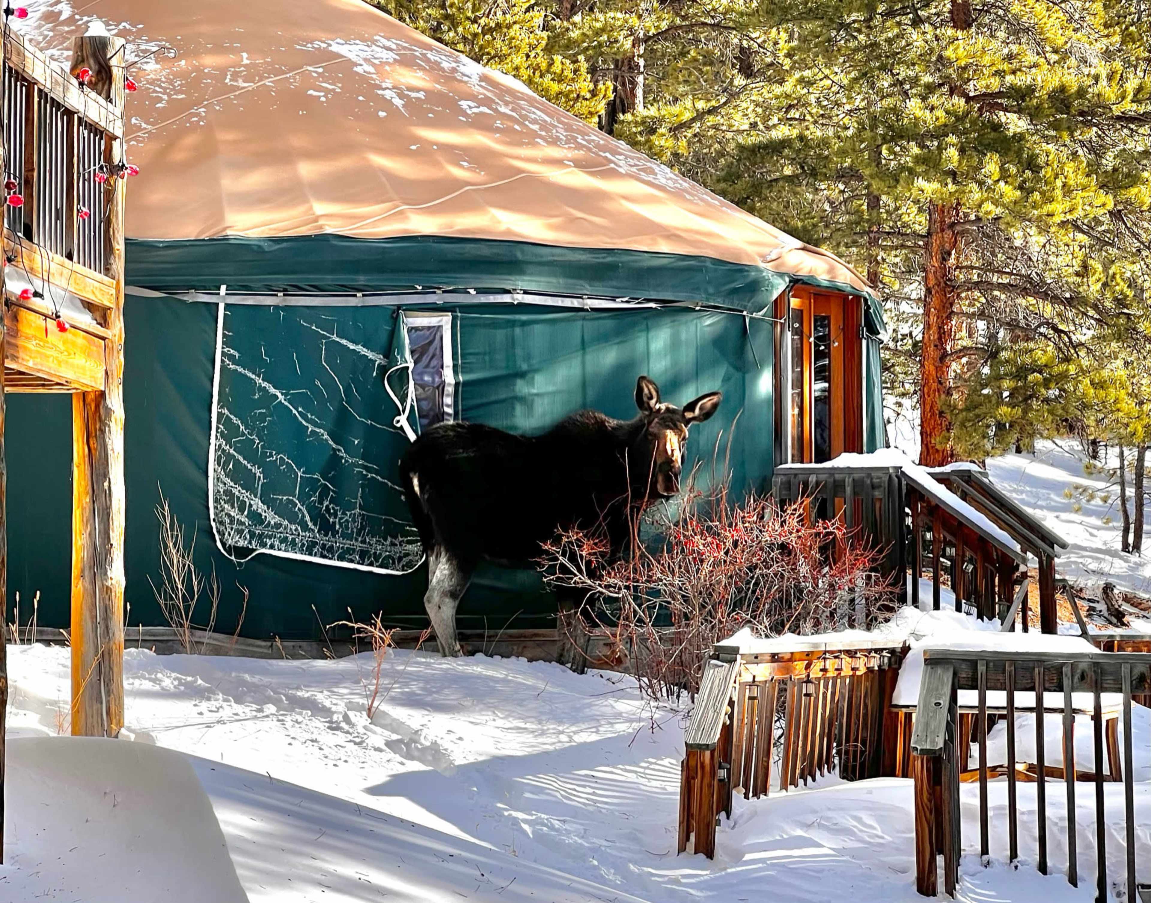 A moose stands near a snow-covered yurt surrounded by trees.