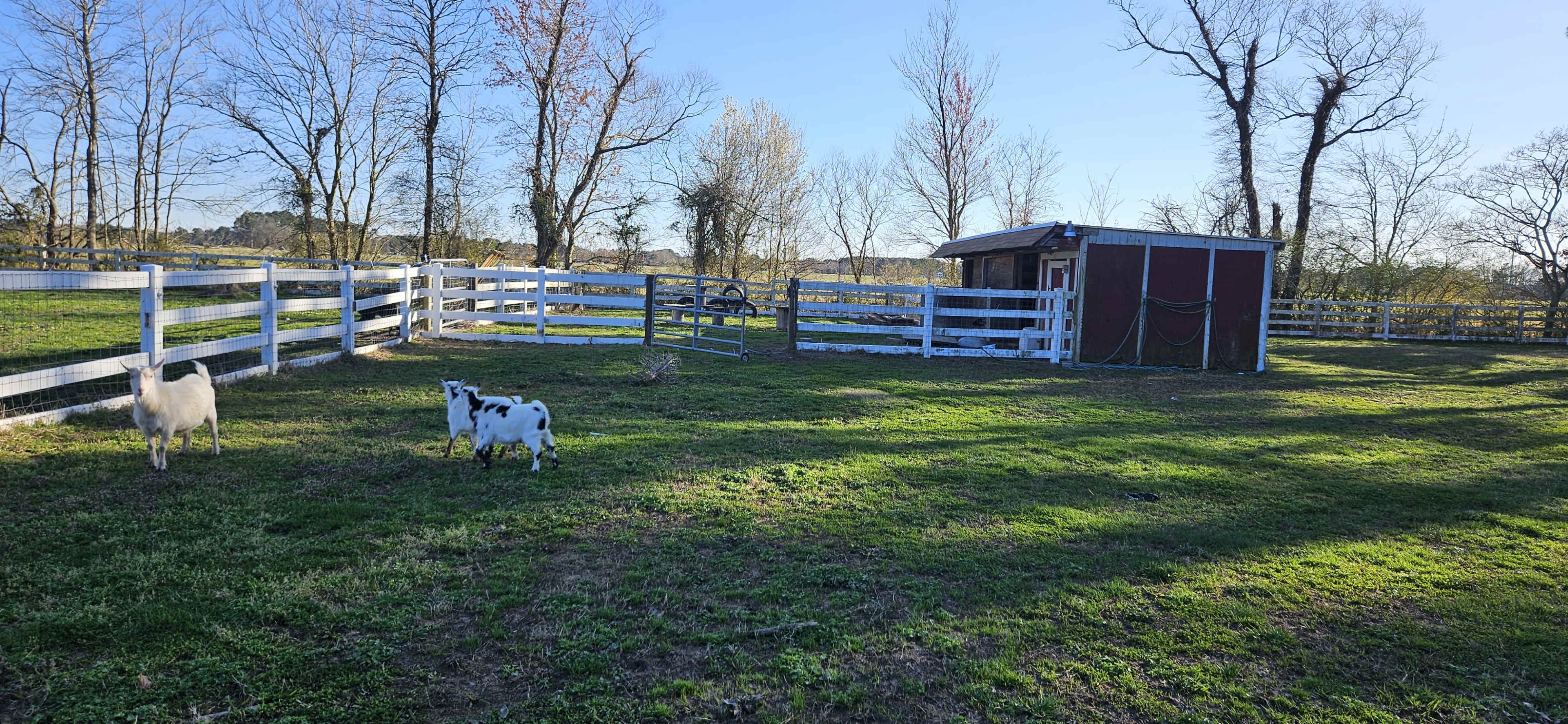 Two goats walk through a fenced pasture with a shed in the background and trees lining the area.