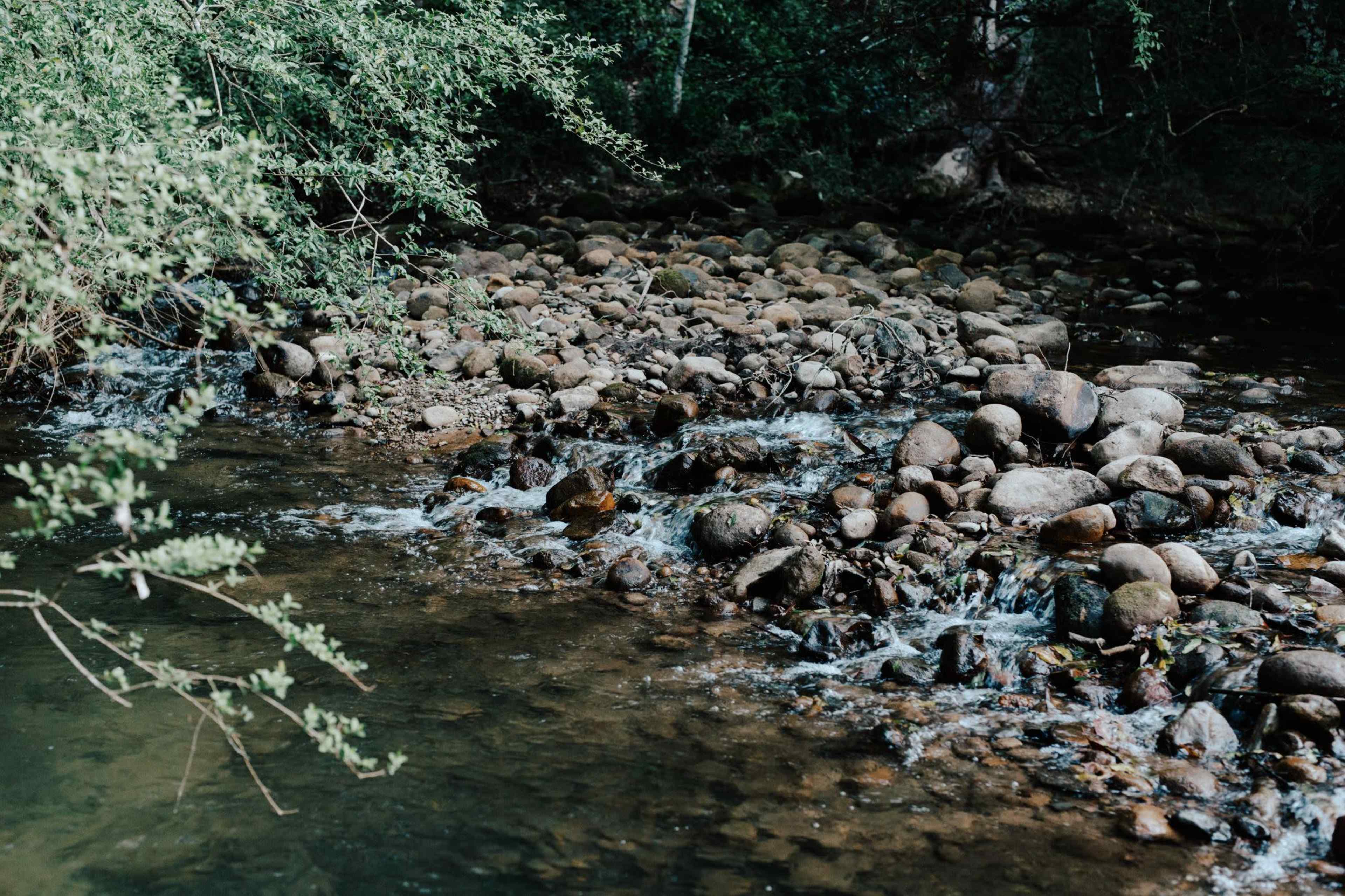 A shallow stream flows over a rocky bed surrounded by greenery.