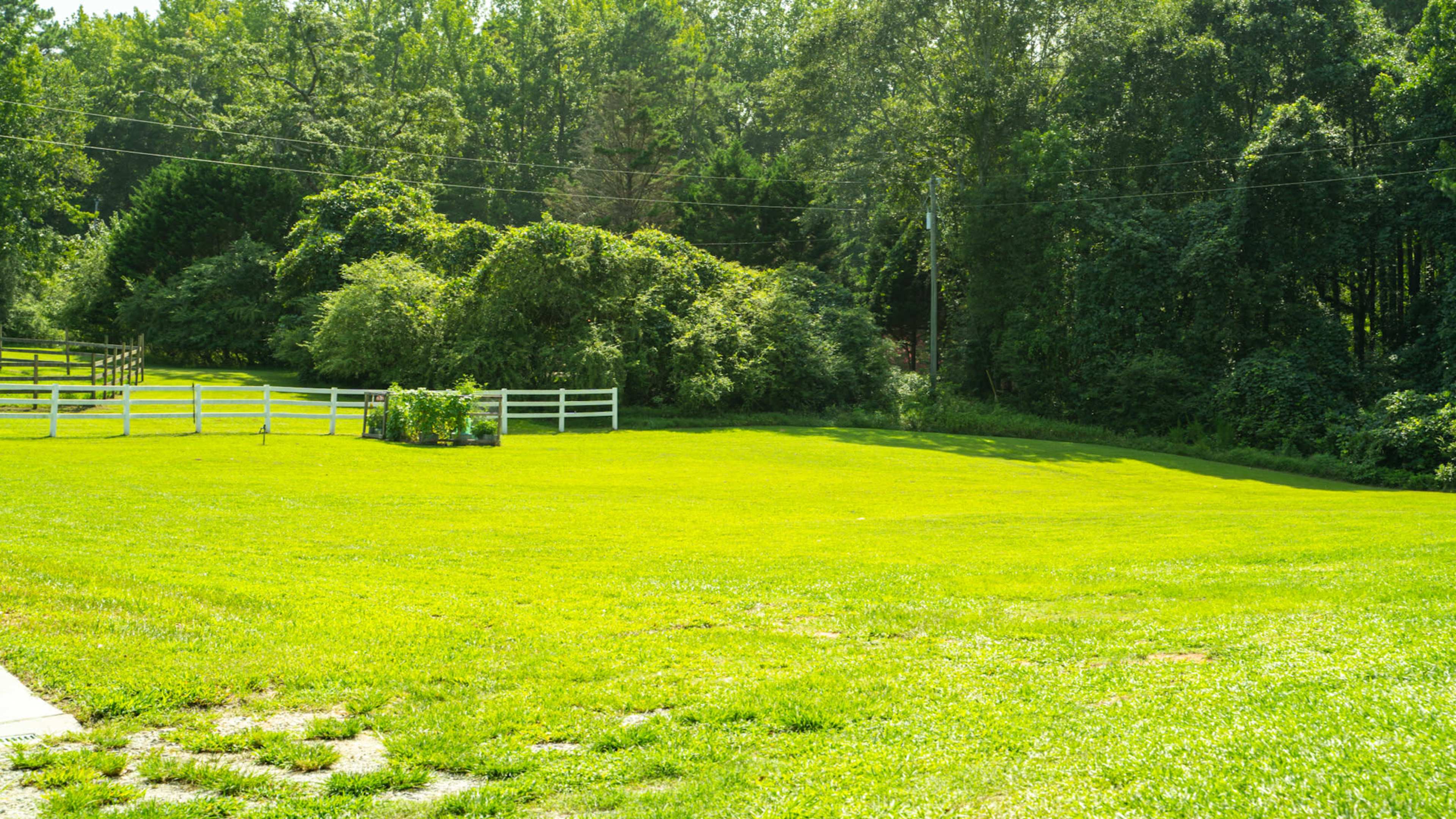 A wide expanse of lush green grass is bordered by trees and a white fence in a sunny outdoor area.