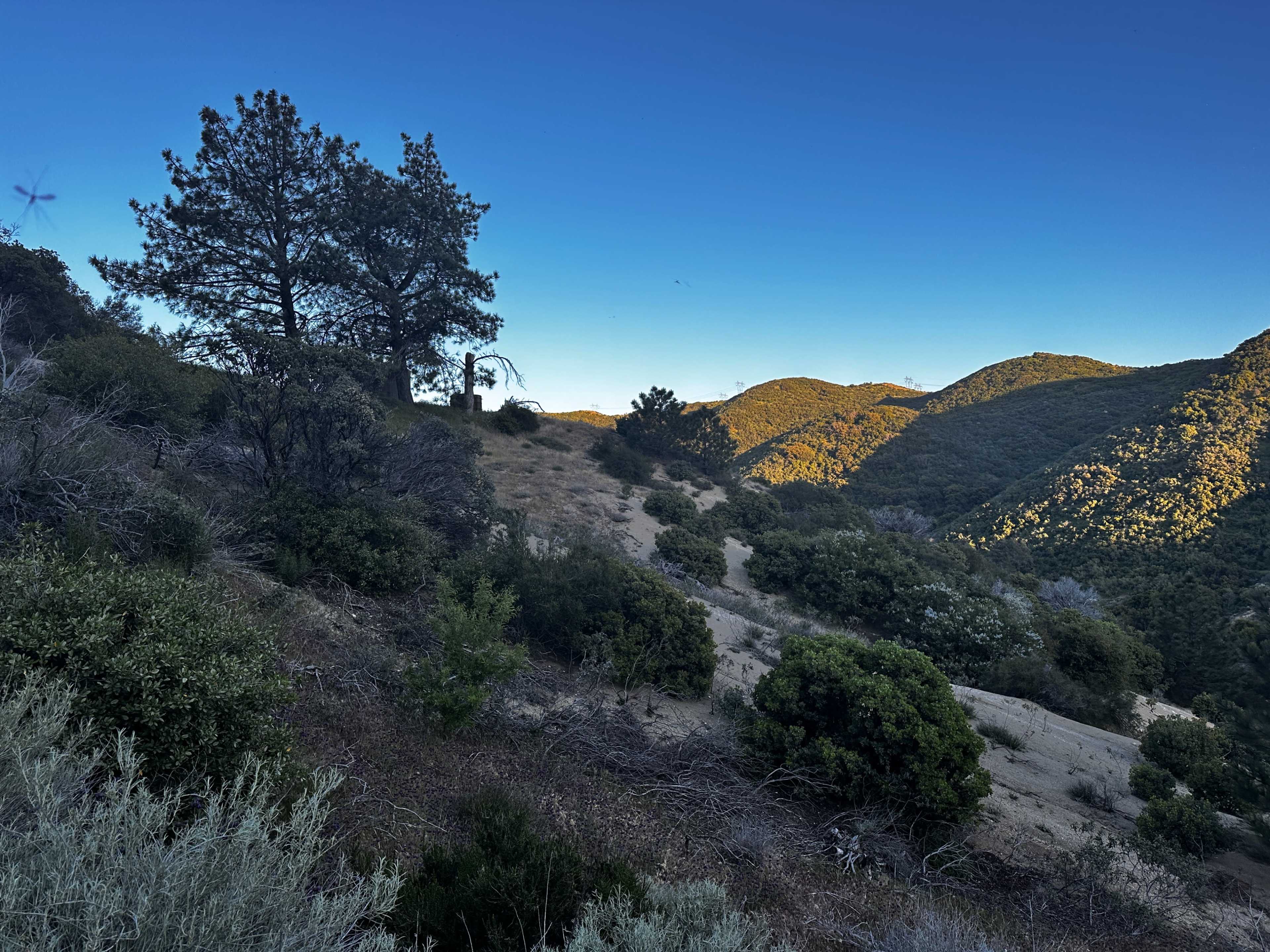 Expansive Mountain, Forest, Woods, Desert Backdrops Image in Leona Valley, Leona Valley, CA