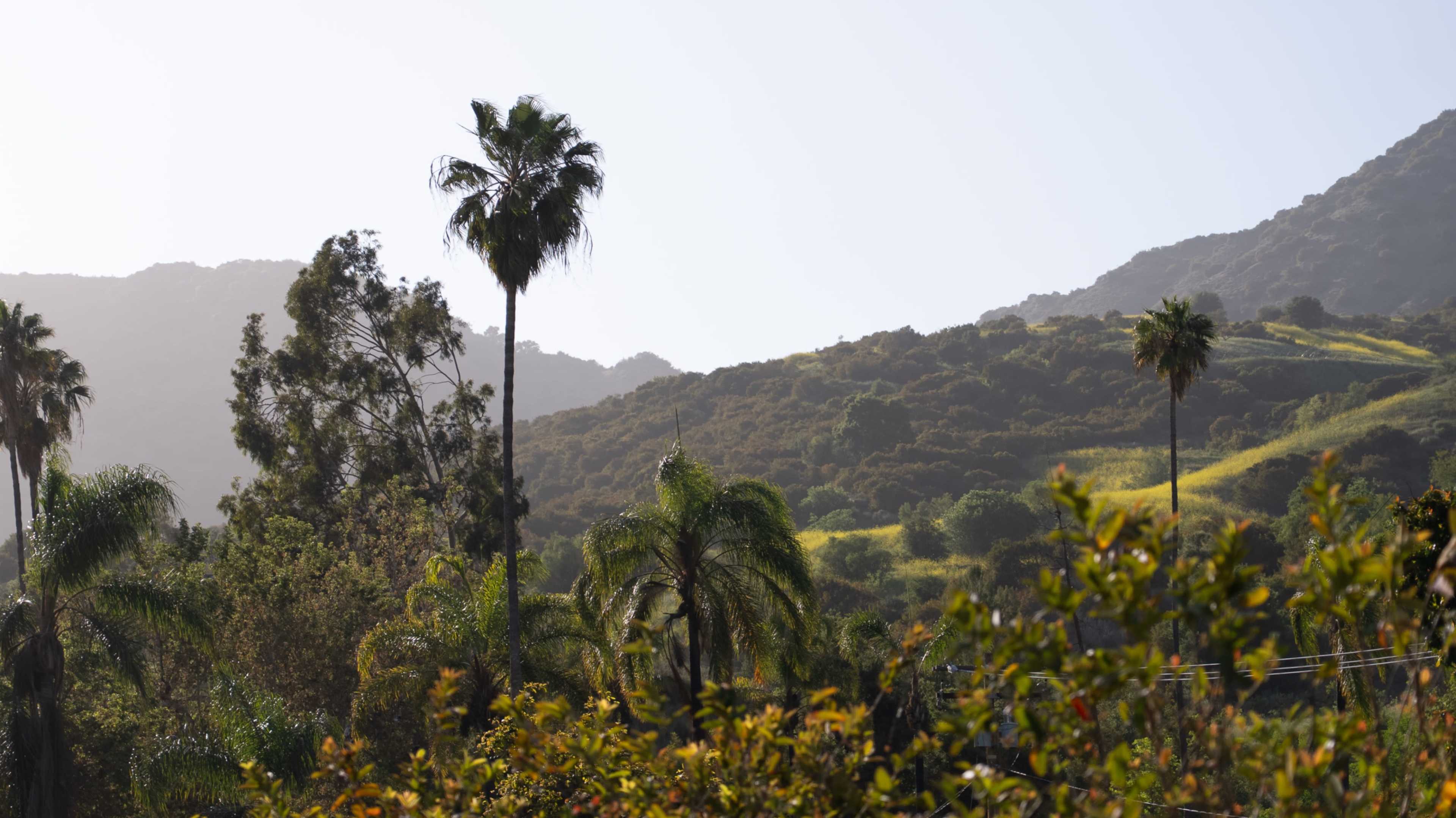 The image shows a mountainous landscape with green hills and a palm tree in the foreground.