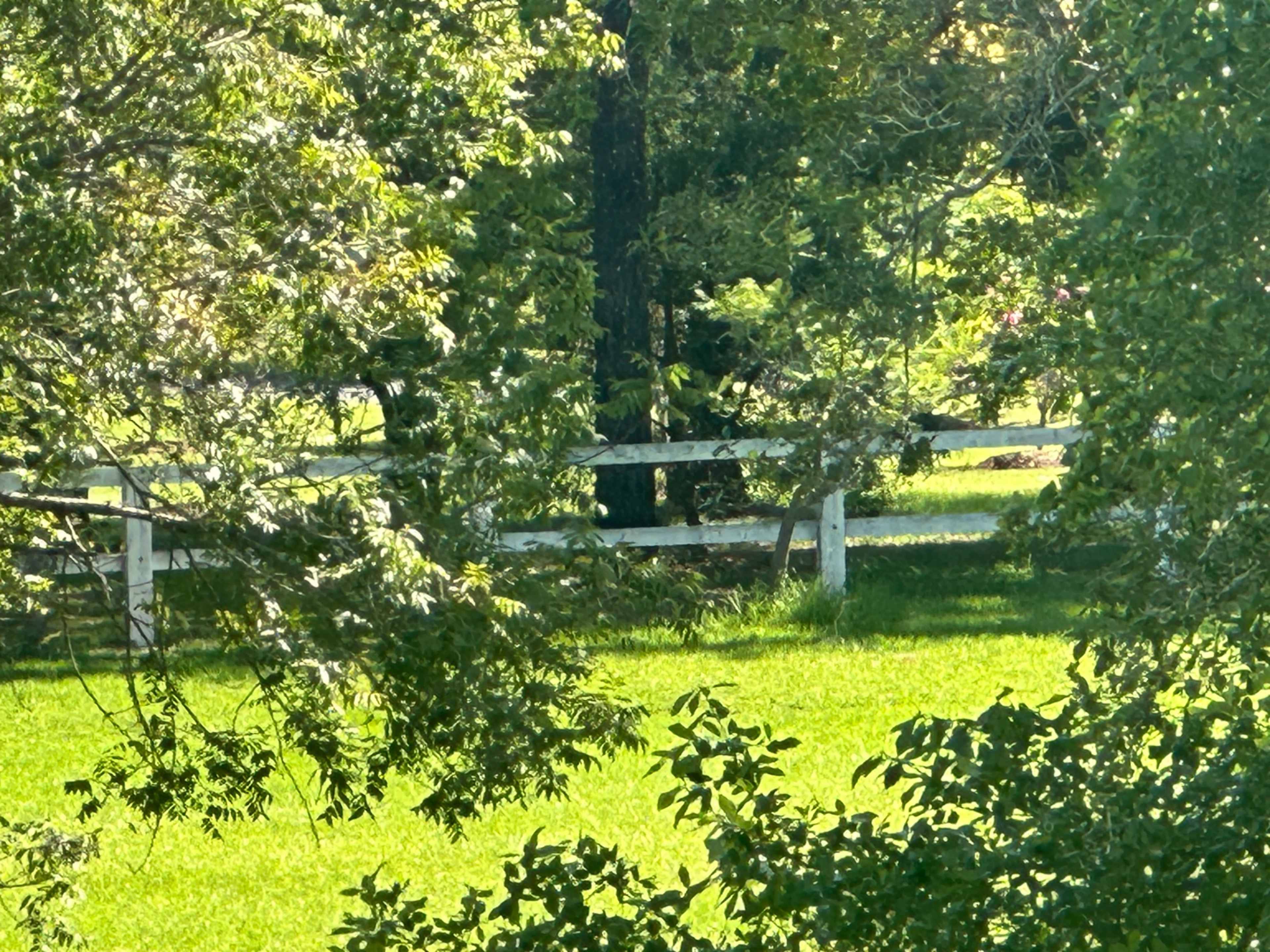Spacious Country-Style Home in Leafy Dural Image in Dural, Dural, NSW