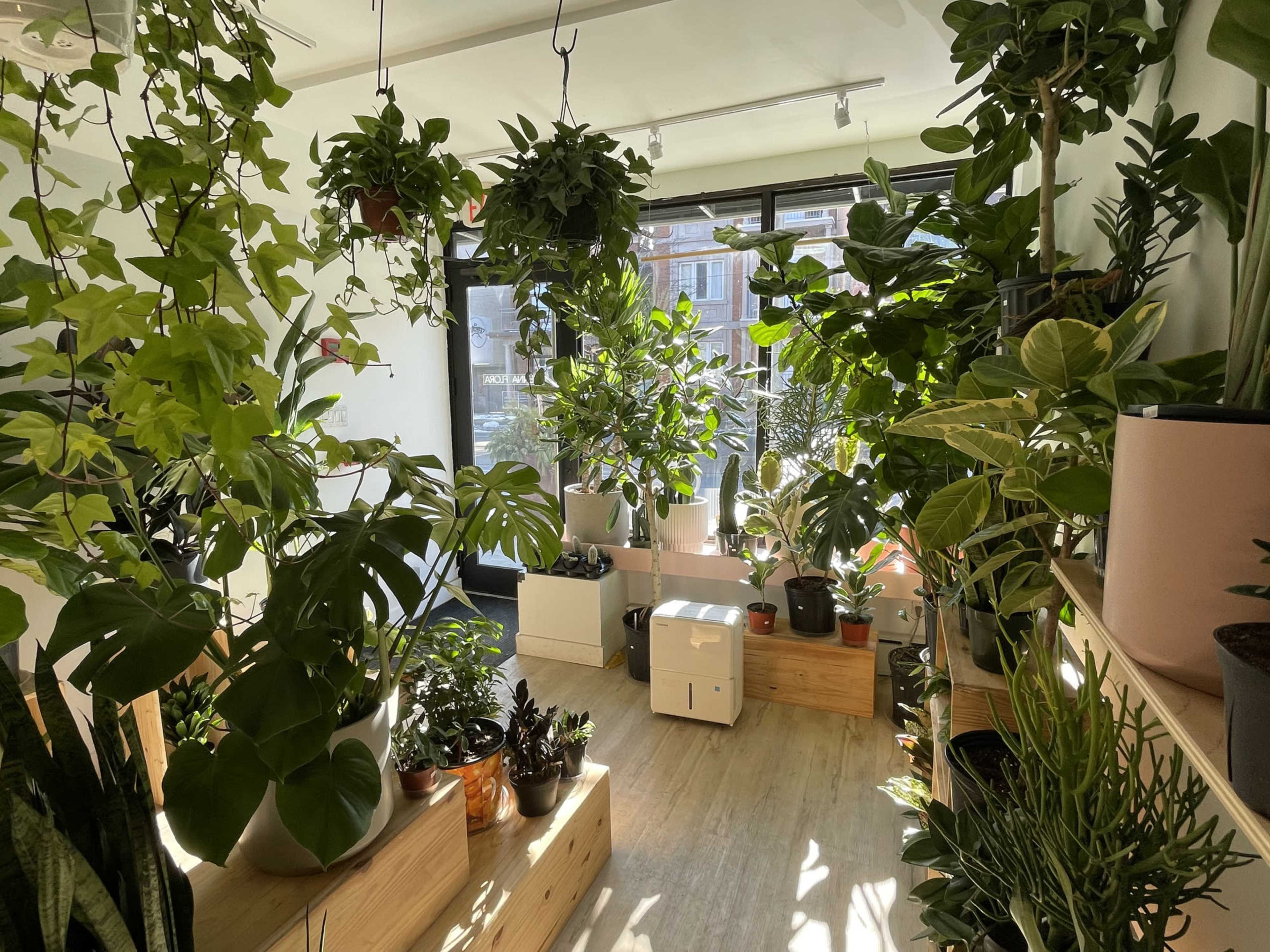 The image shows a bright indoor space filled with a variety of potted plants and greenery, with large windows allowing natural light to enter.