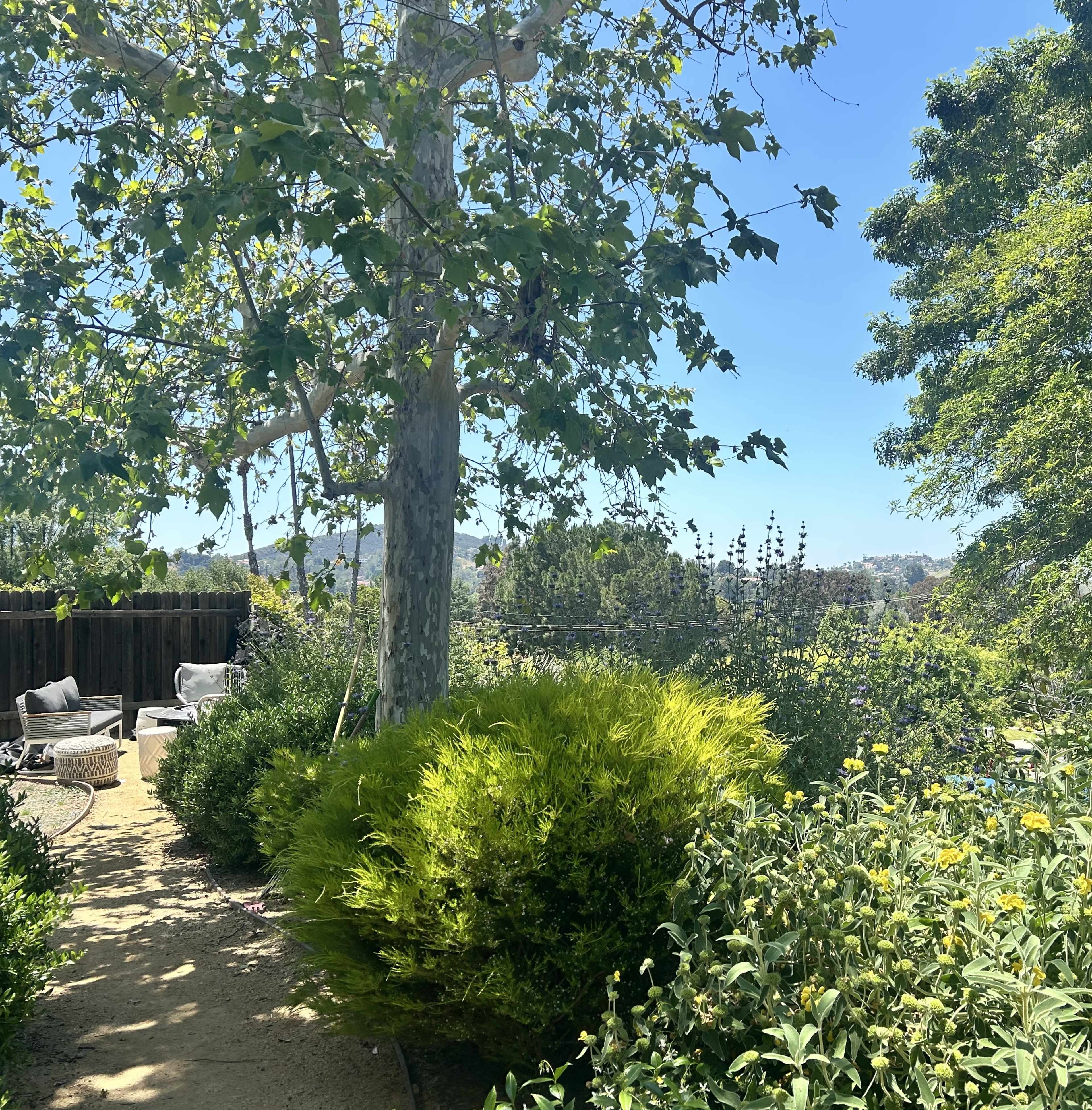 A shaded pathway lined with greenery leads to a seating area surrounded by trees and shrubs.