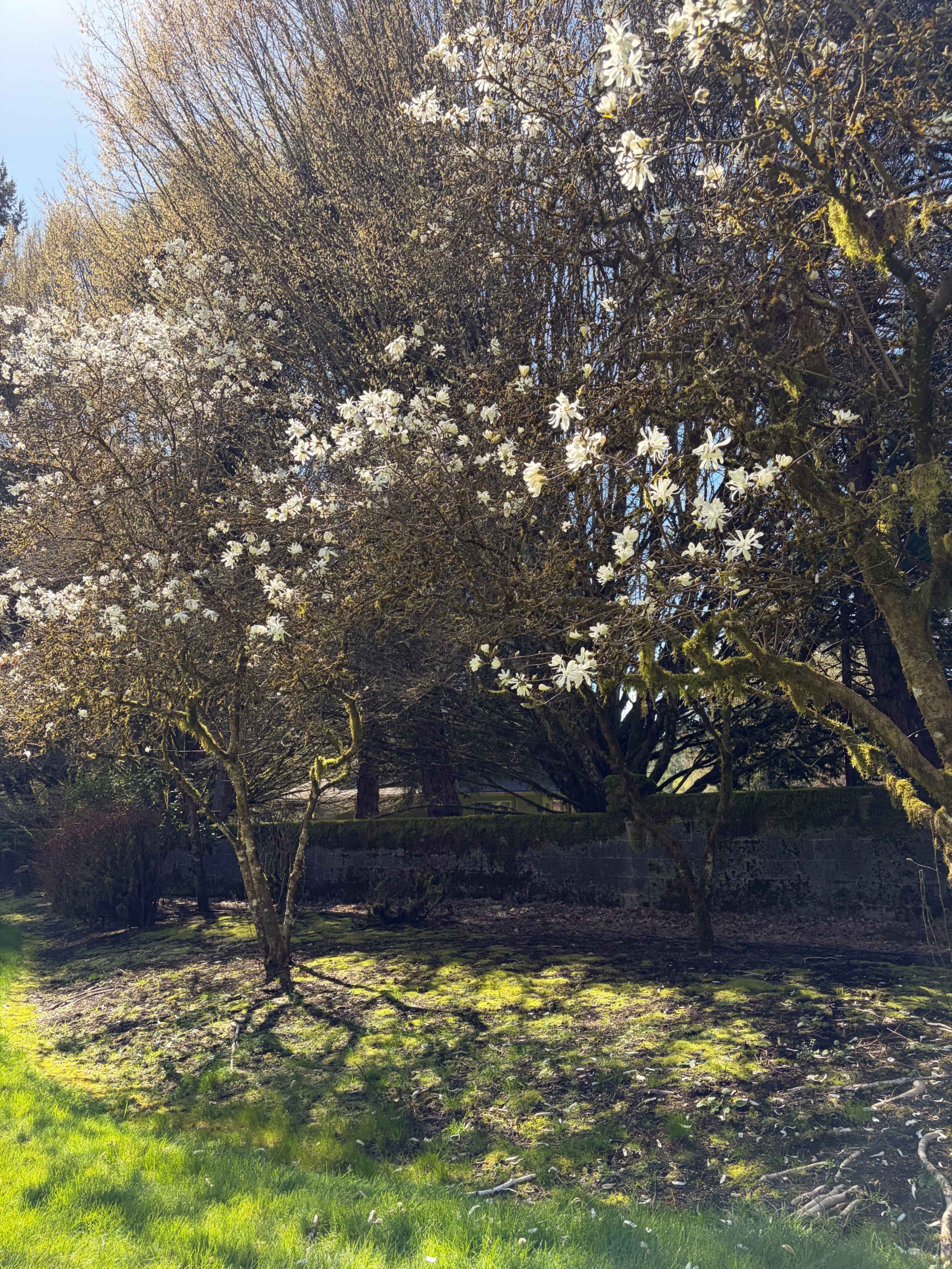 Two trees with white blossoms stand in a sunny, green area, casting shadows on the ground.