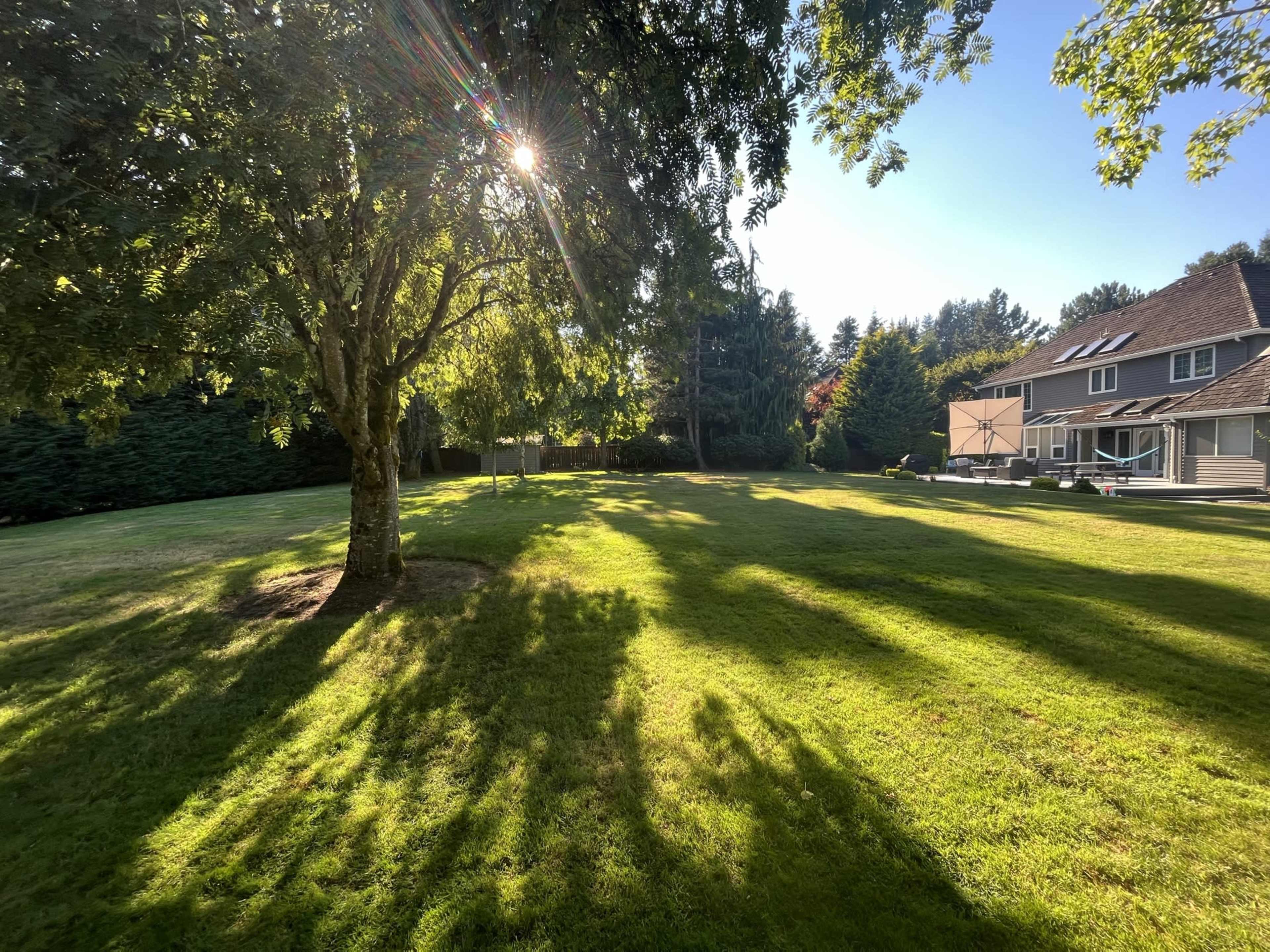 A grassy yard with a tree casting long shadows, alongside a house in the background under a clear blue sky.