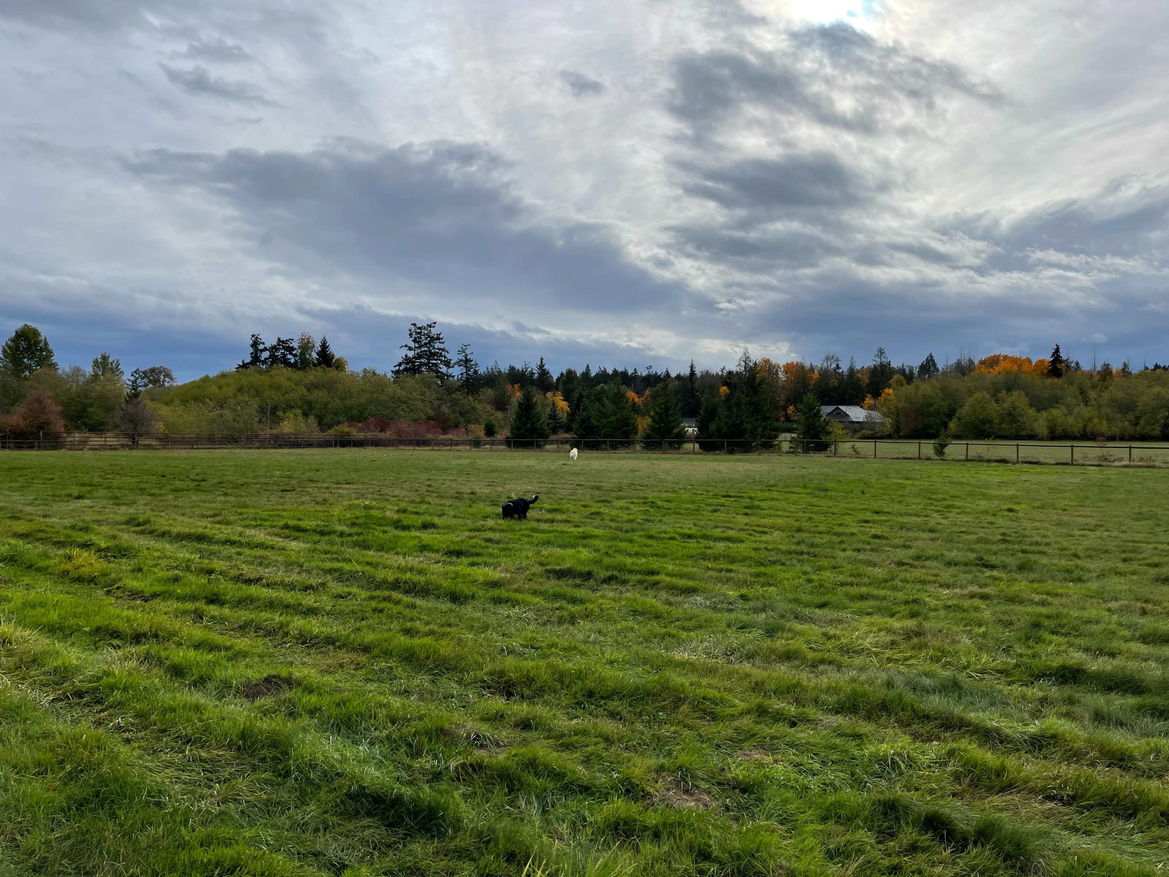 A black dog stands in a grassy field surrounded by trees and a distant building under a cloudy sky.