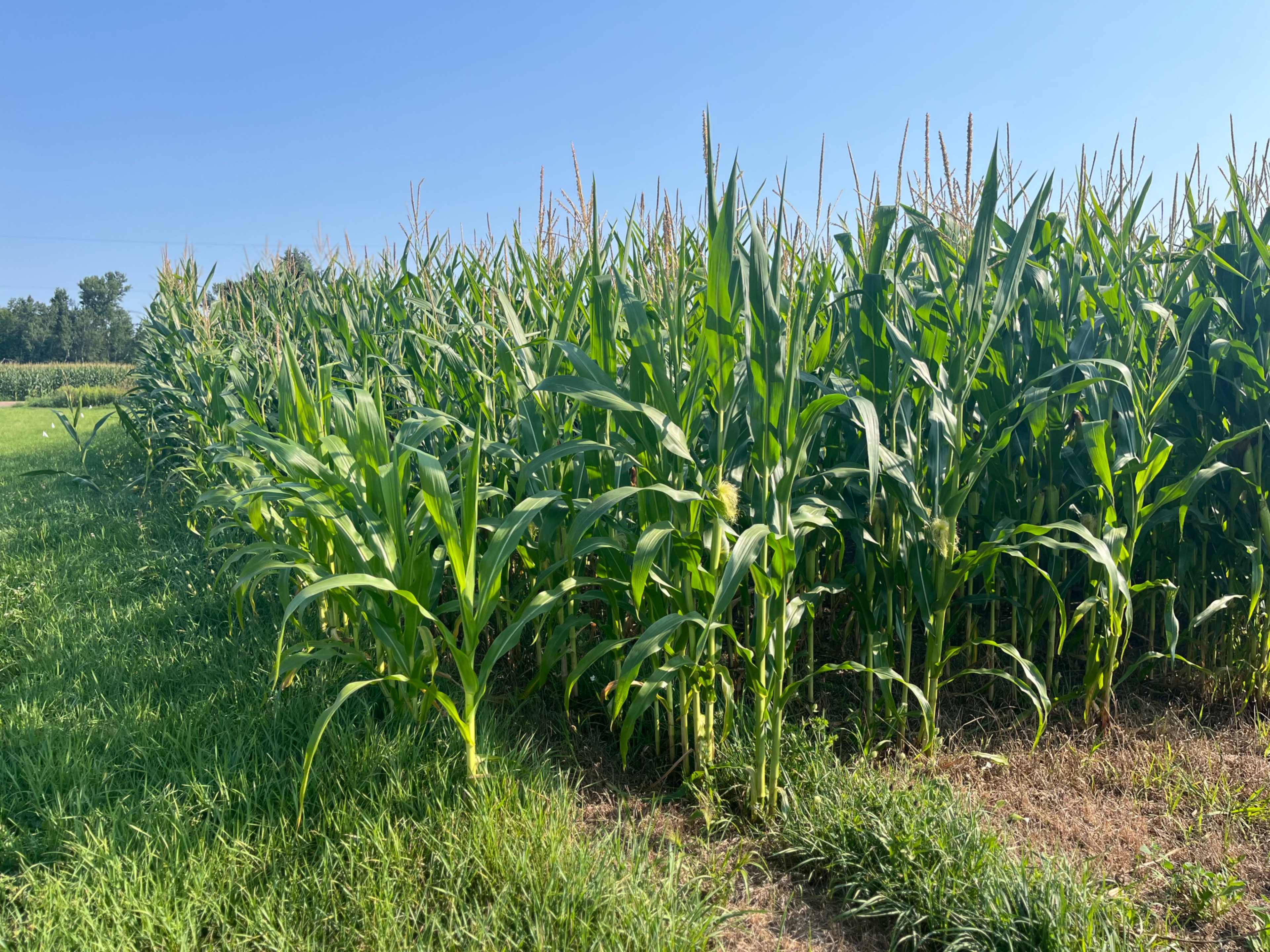 A field of tall corn plants borders a small grassy area under a clear blue sky.