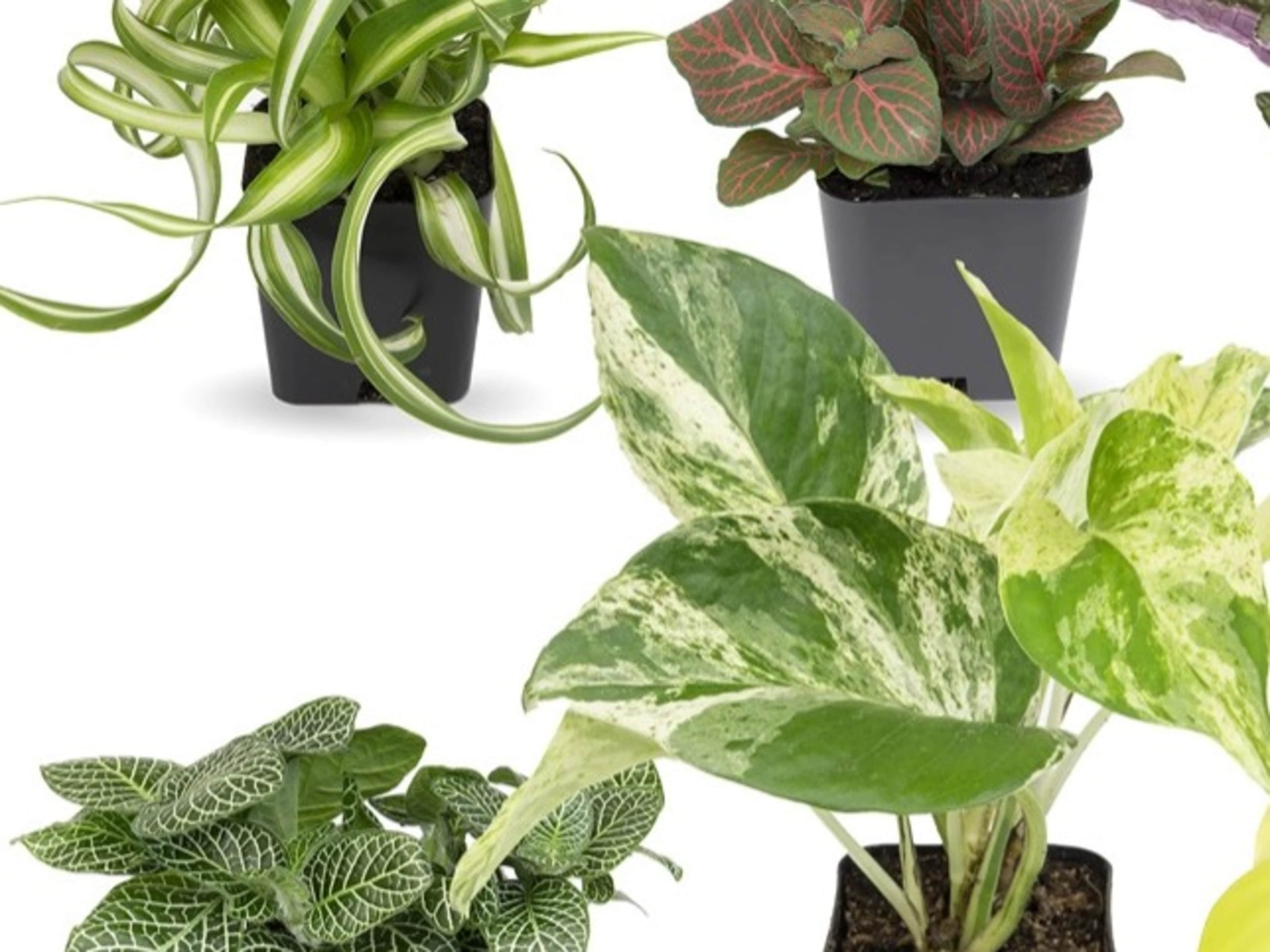 Plant to Take Home!