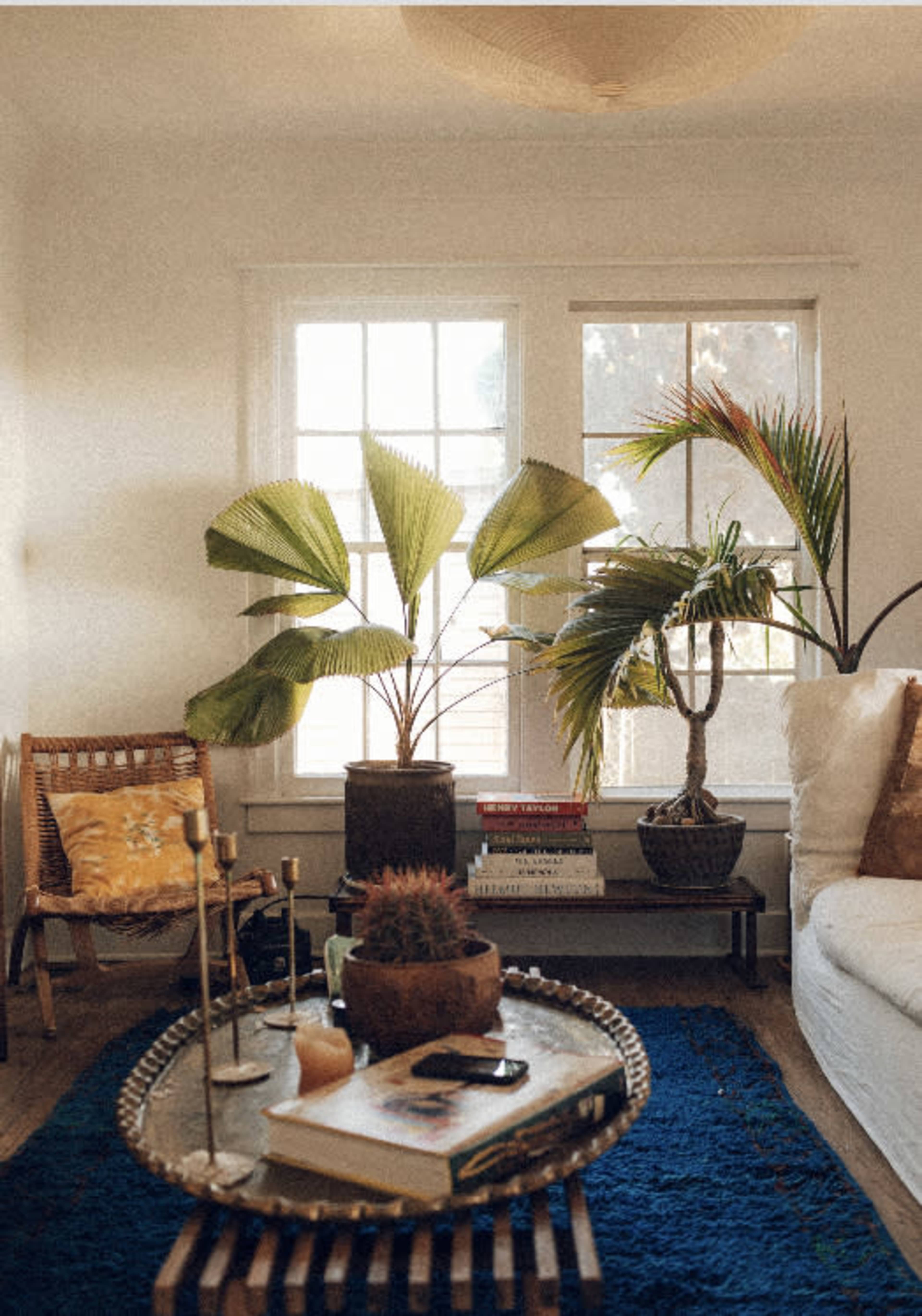 A bright living room features two large potted plants near a window, a woven chair, and a coffee table with books and decorative items on a blue rug.