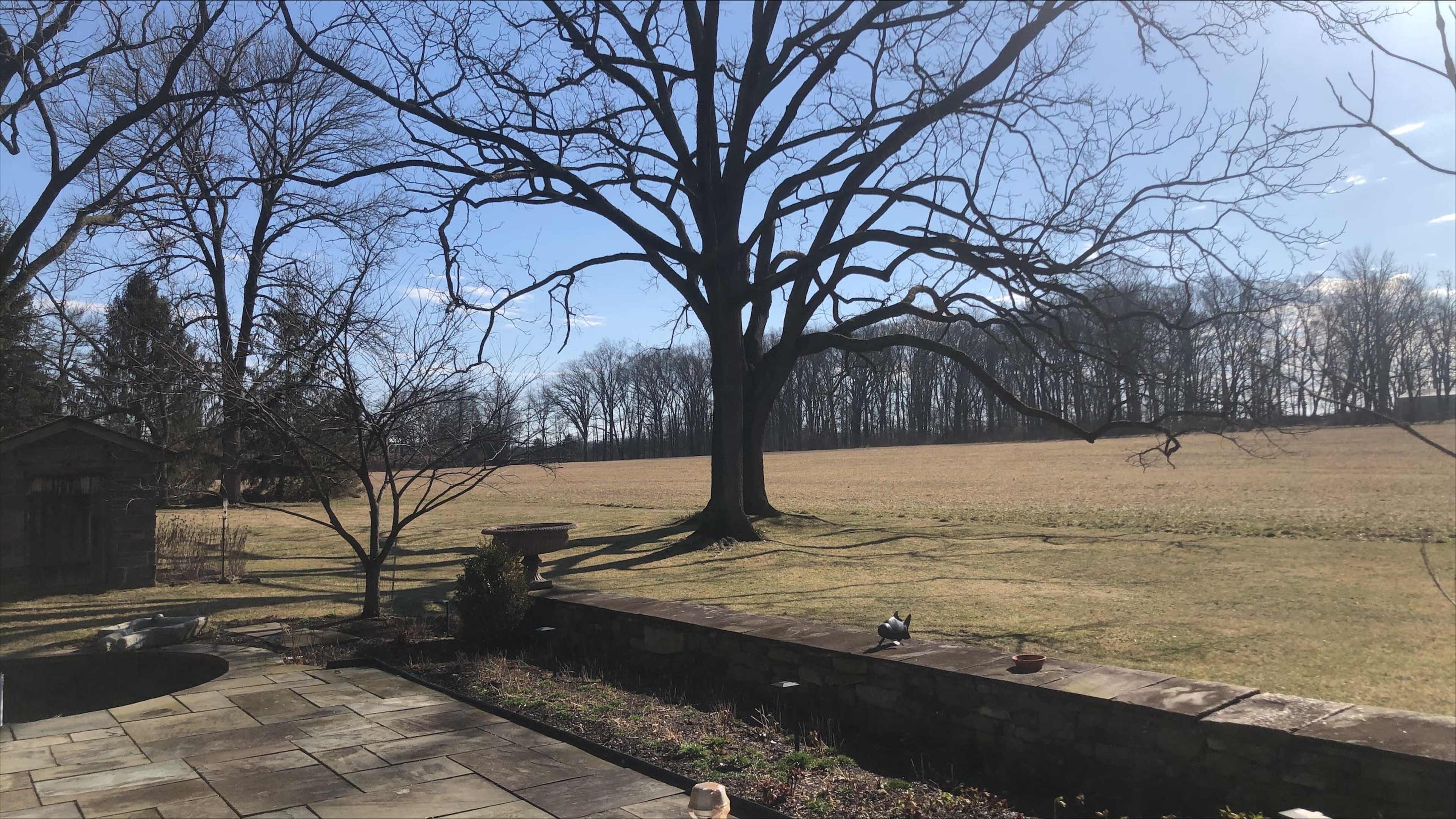 A large, leafless tree stands in a grassy field under a clear blue sky, with a stone patio and garden beds visible in the foreground.