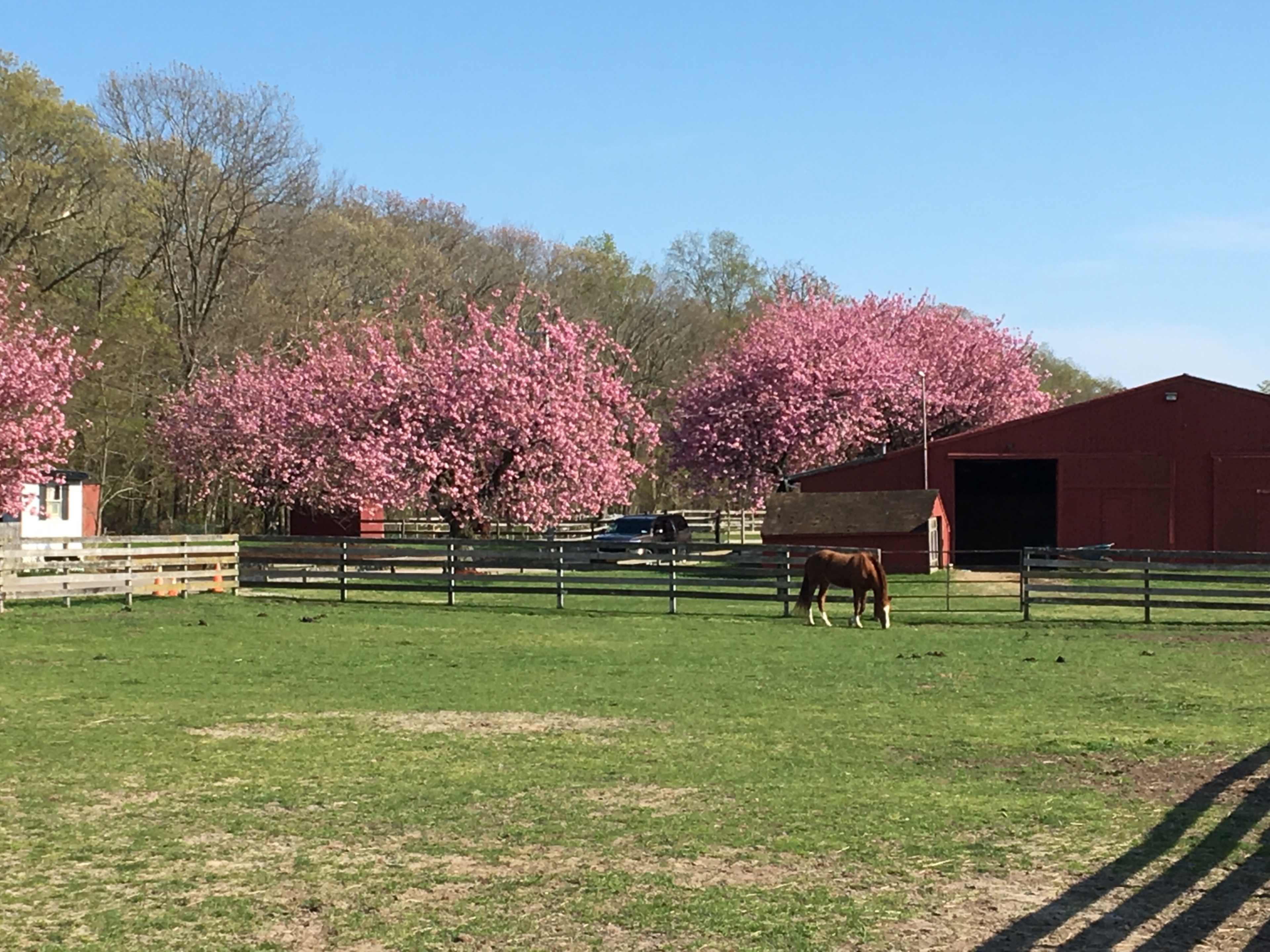 A brown horse grazes in a green pasture surrounded by blooming pink trees and a red barn.
