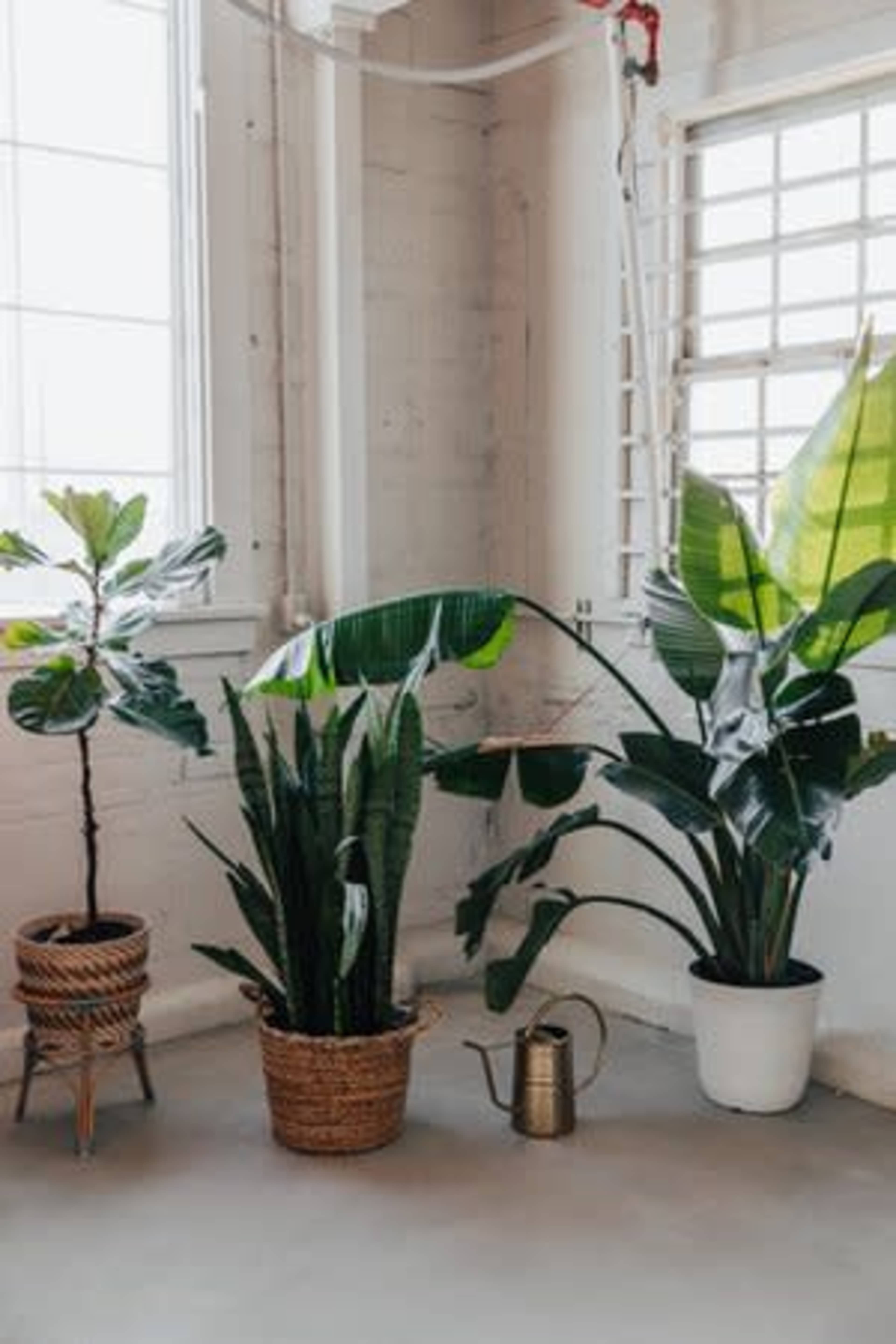 A corner of a room with three potted plants and a metal watering can on the floor.