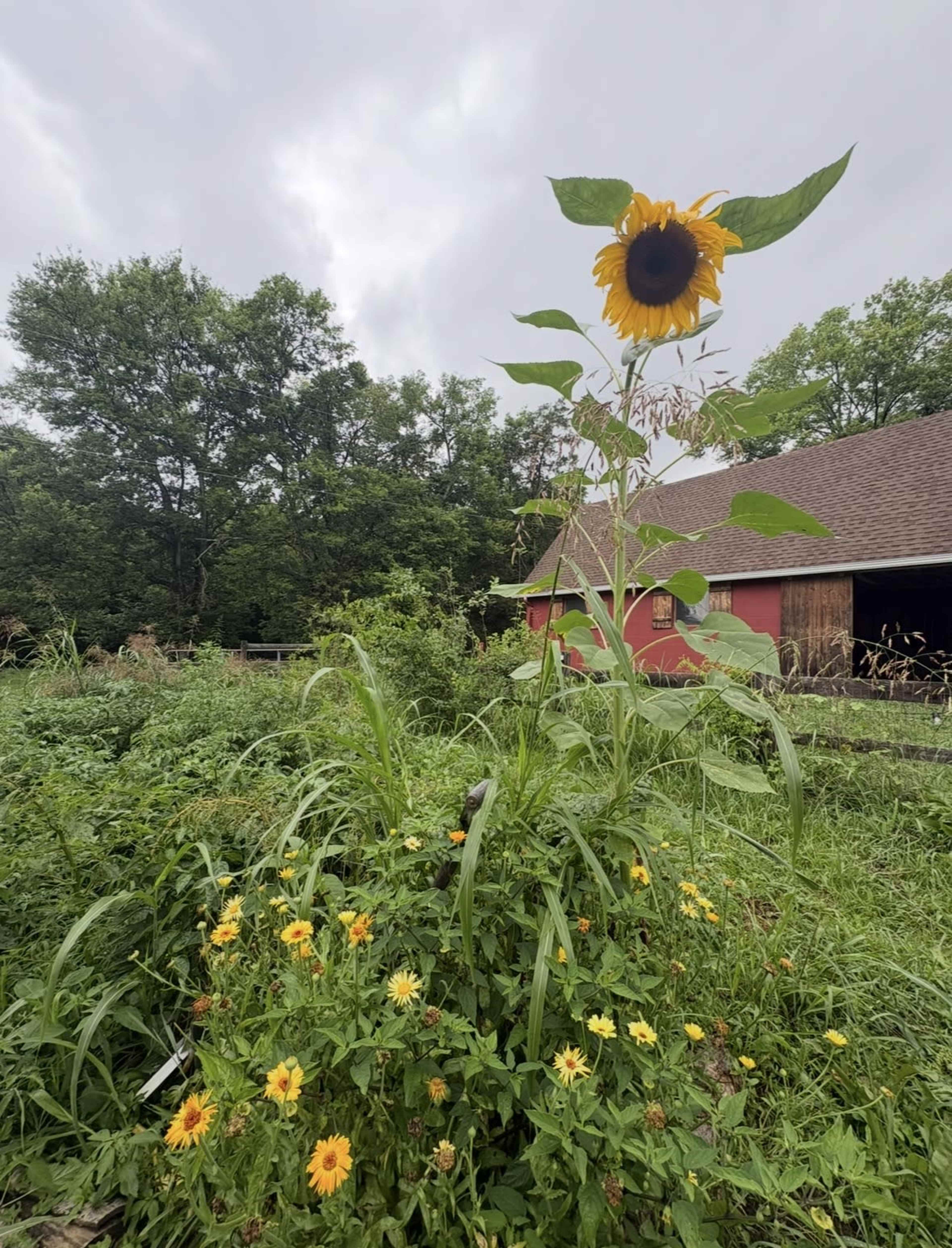 A tall sunflower stands prominently among a cluster of smaller sunflowers and greenery in a garden next to a red barn under a cloudy sky.