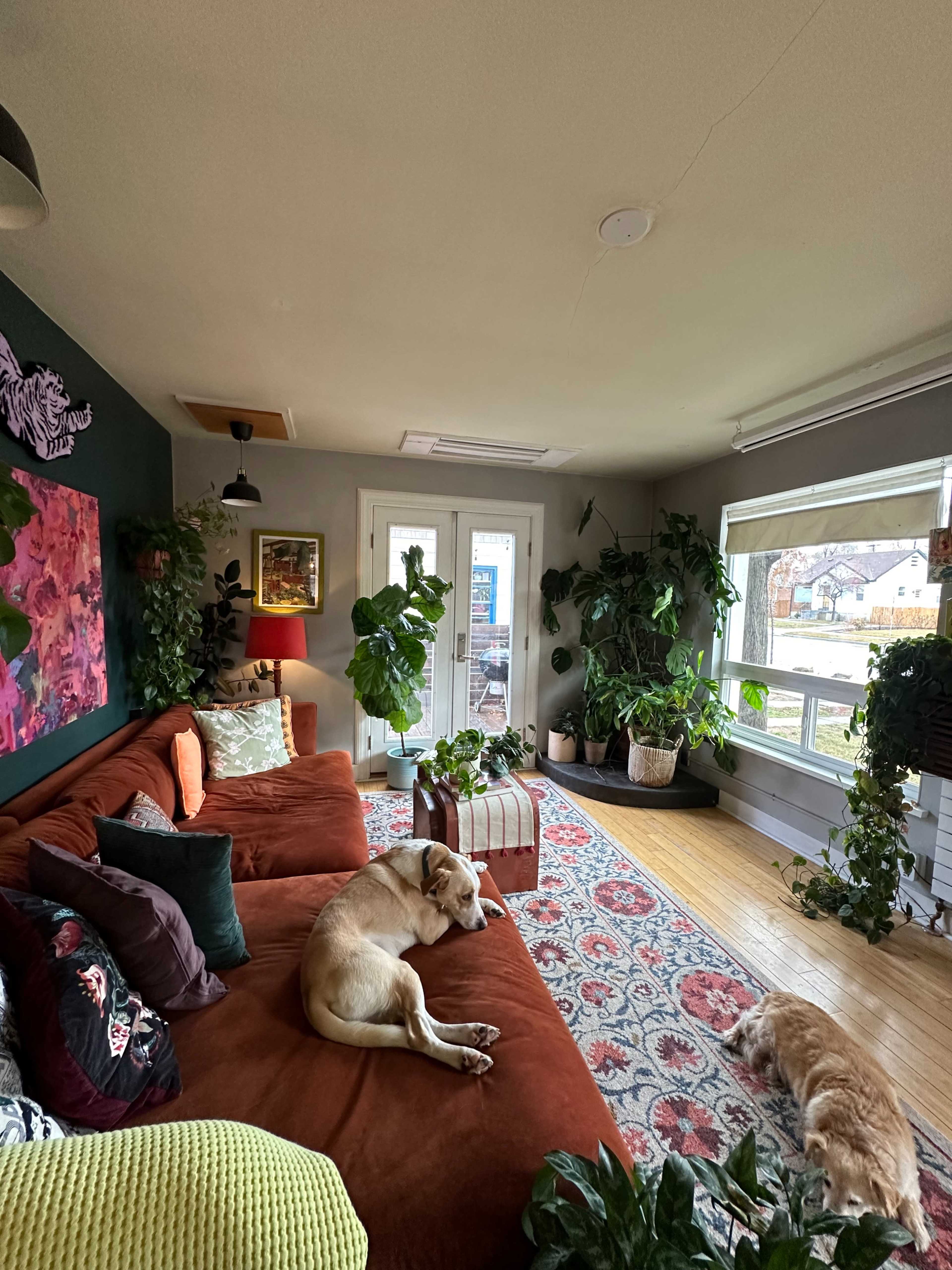 A bright living room with a large orange sofa, various indoor plants, and two dogs resting on the floor.