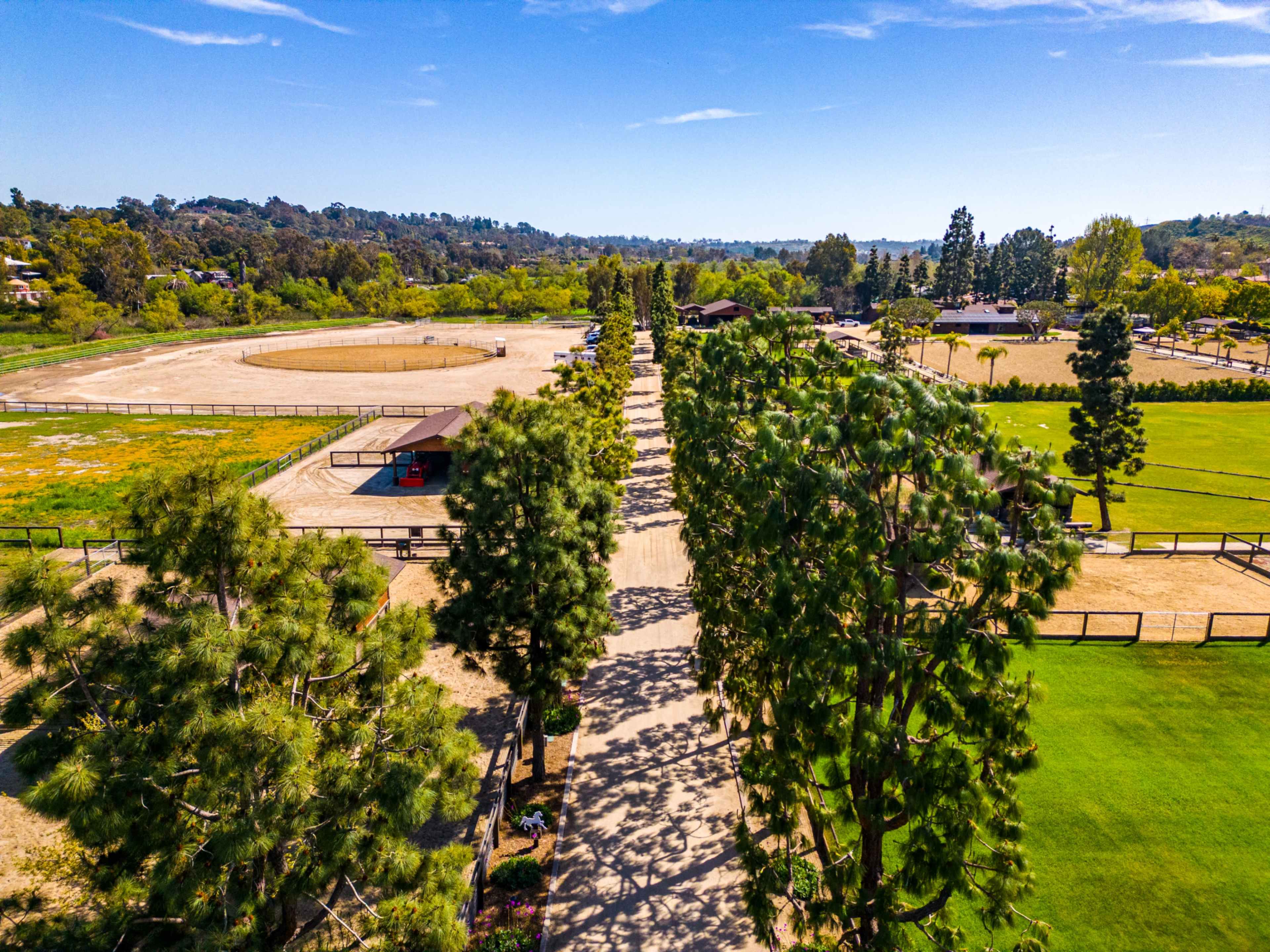 A wide pathway lined with tall pine trees leads to a horse riding arena and stable area in a rural setting.
