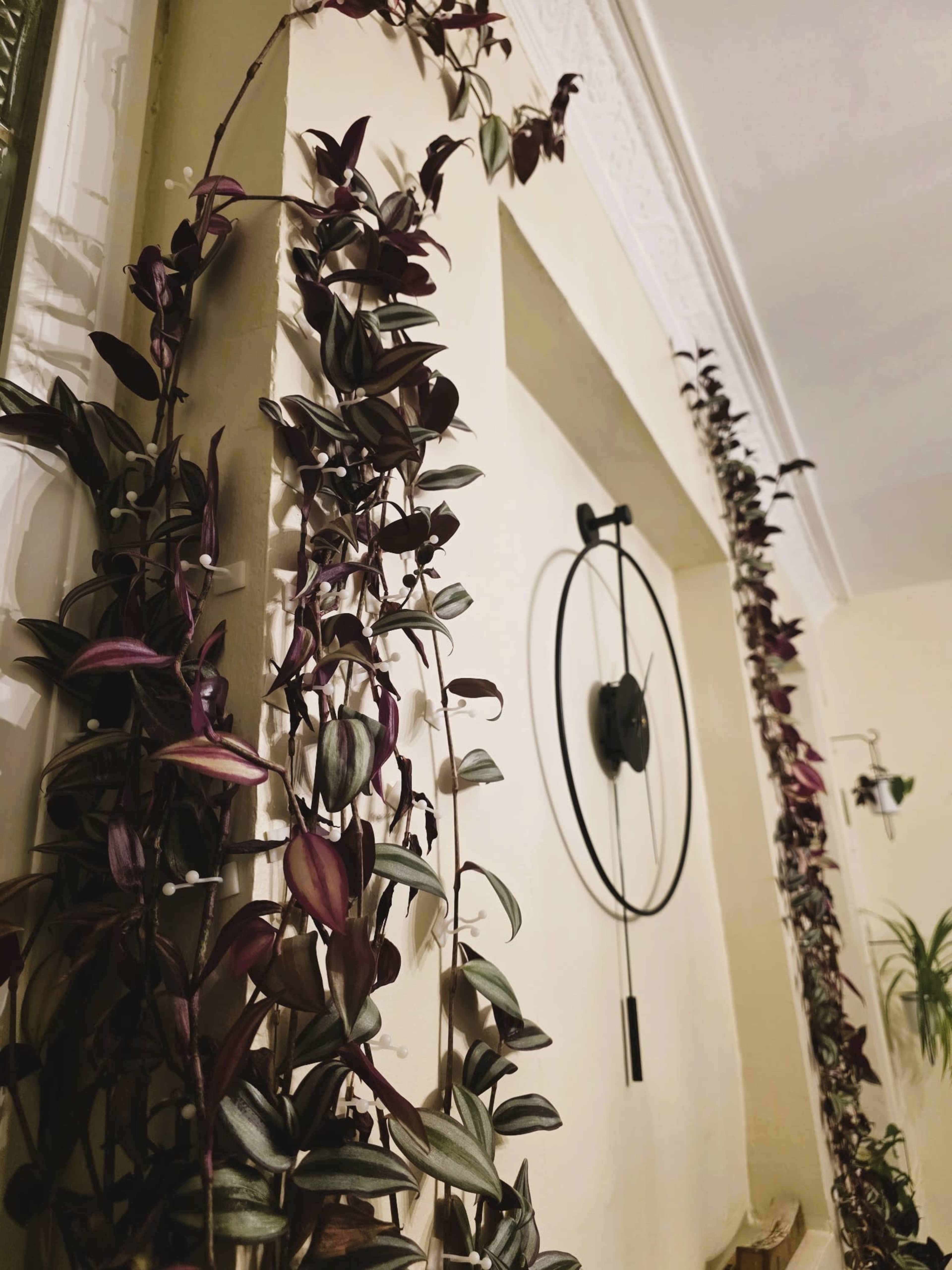 A long, trailing plant with dark purple leaves climbs along a wall beside a circular wall clock.