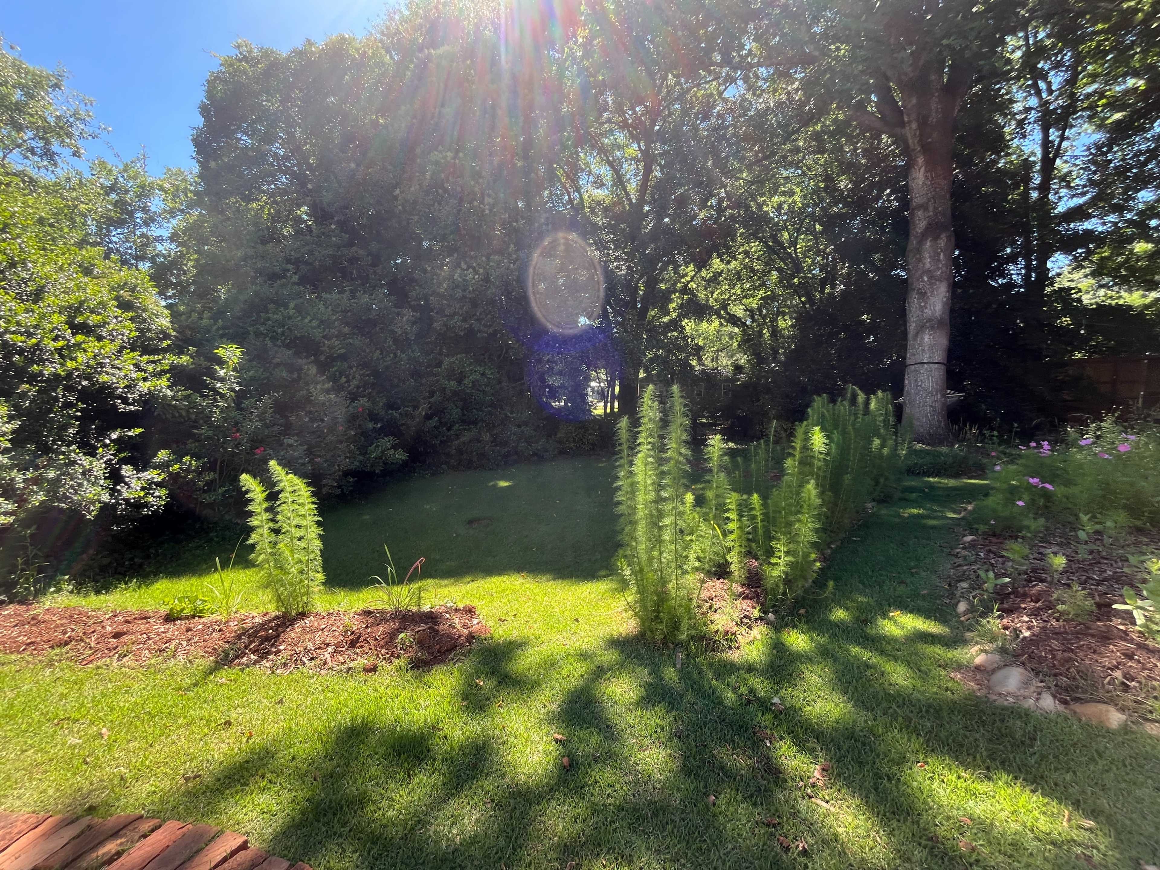 The image shows a grassy yard bordered by tall plants and shaded by trees under a bright blue sky.
