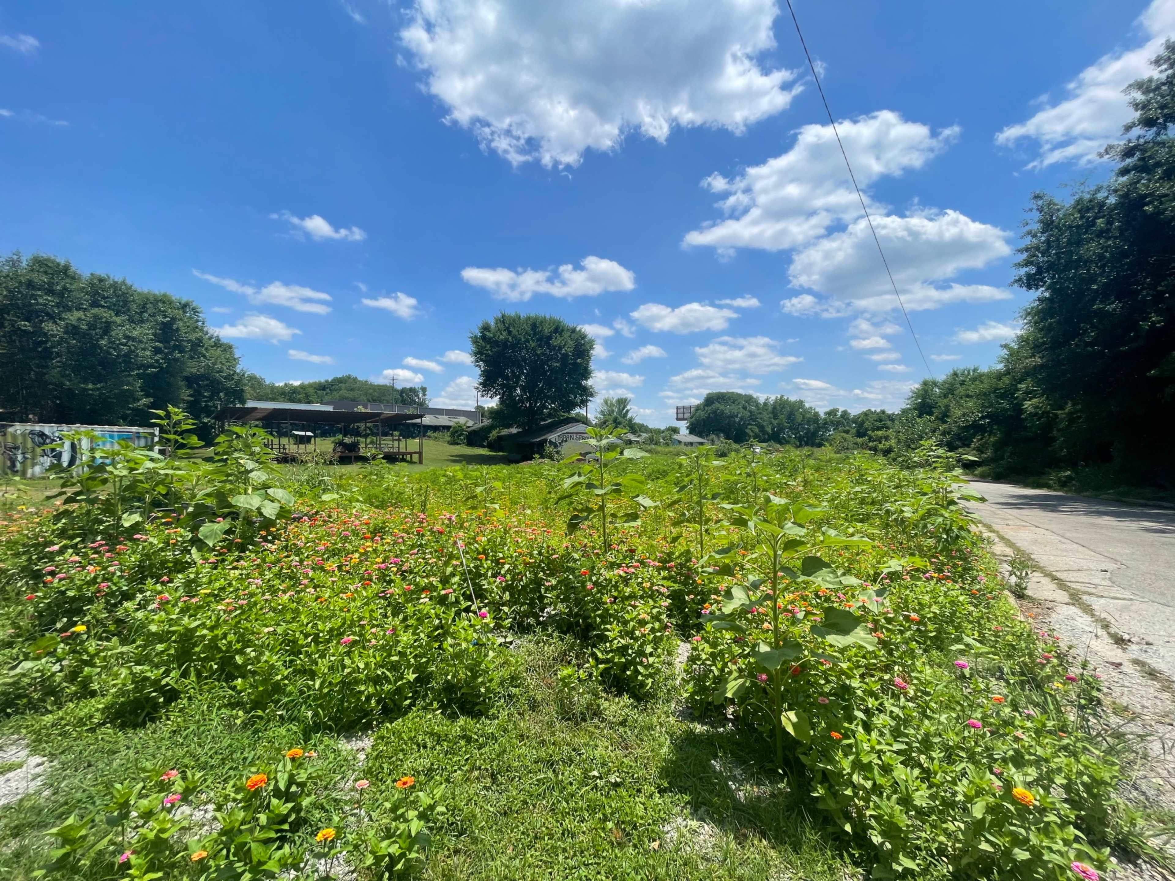 A field of wildflowers and tall plants stretches alongside a dirt road, with a few buildings and trees in the background under a blue sky filled with clouds.