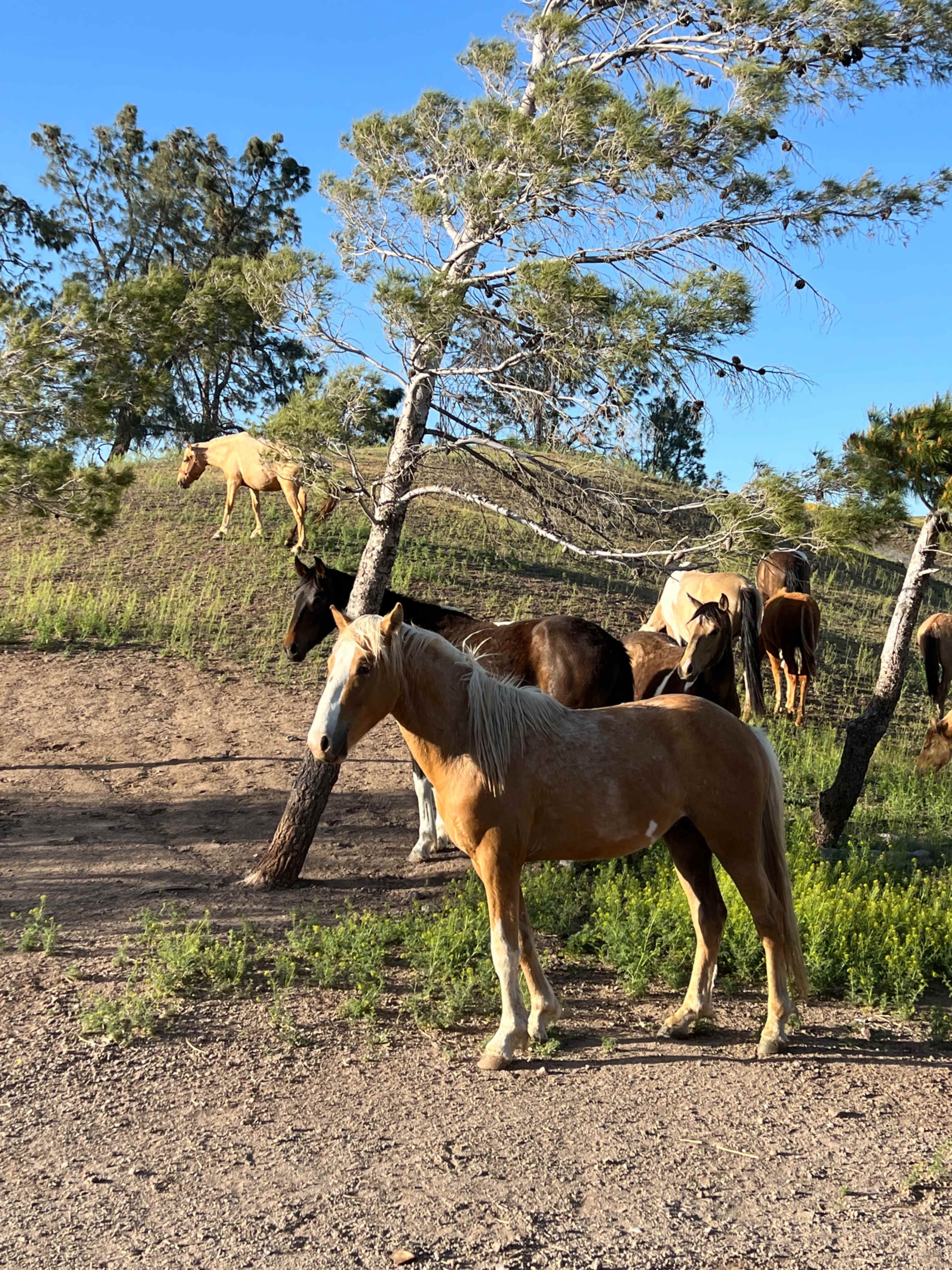 A group of horses grazes on a hillside surrounded by trees under a clear blue sky.