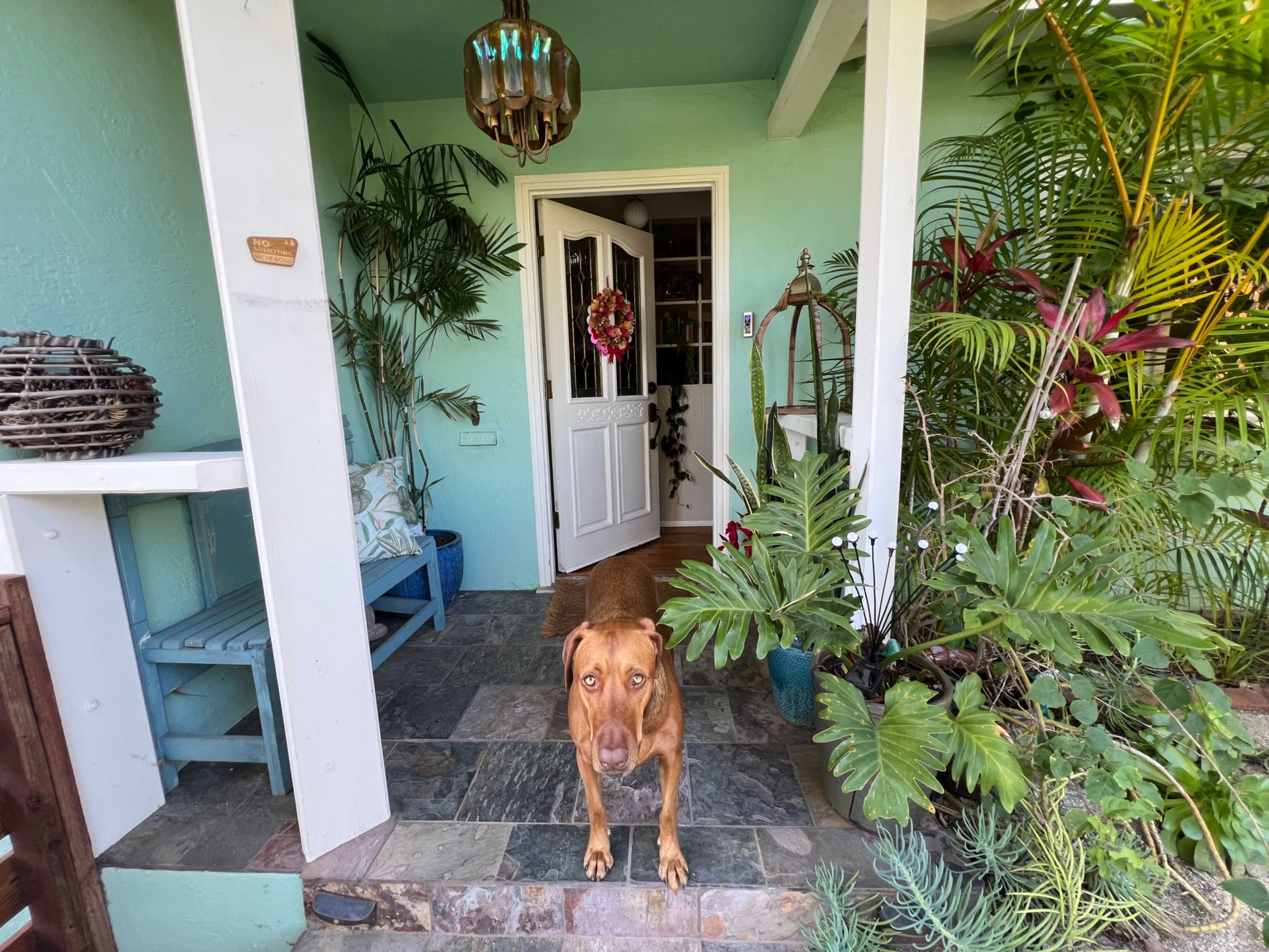 A brown dog stands on a stone porch surrounded by potted plants and a decorative entrance with a light fixture.