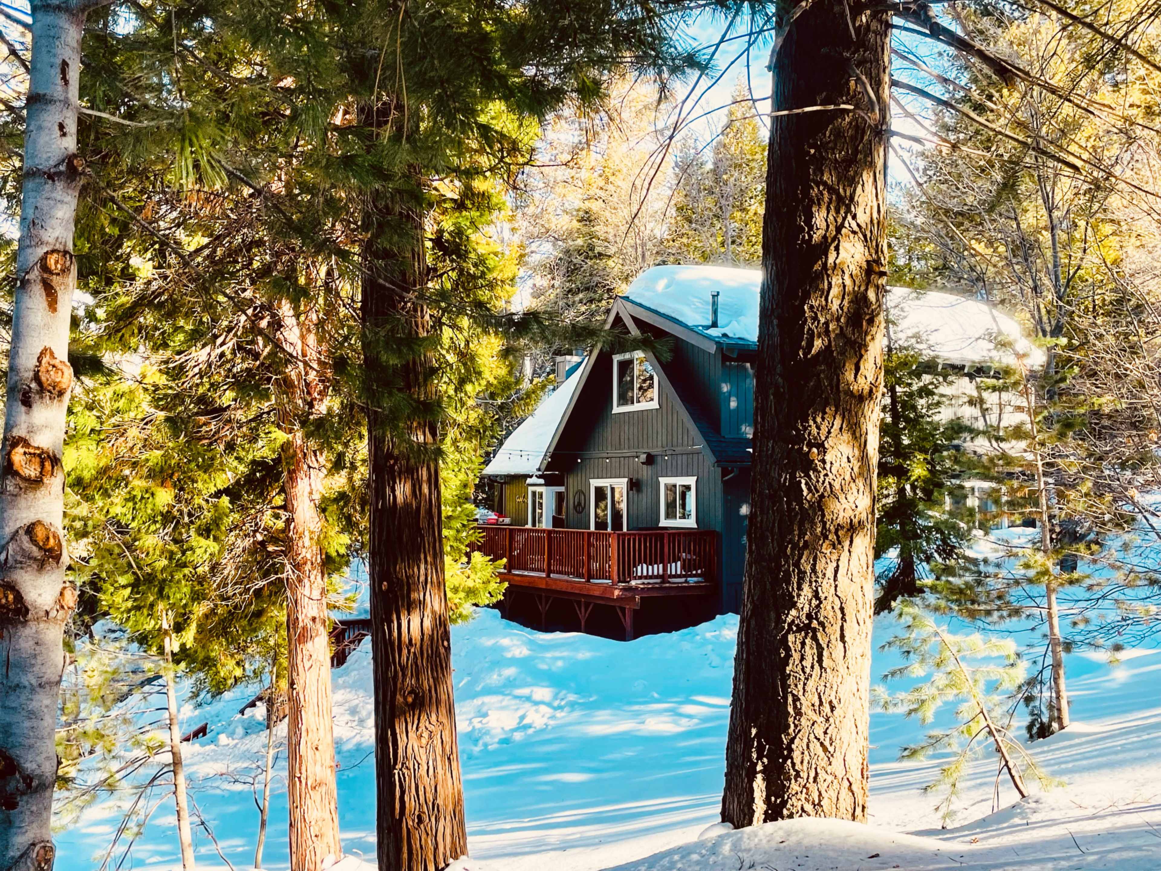 A cabin with a porch is nestled among tall trees in a snowy forest.