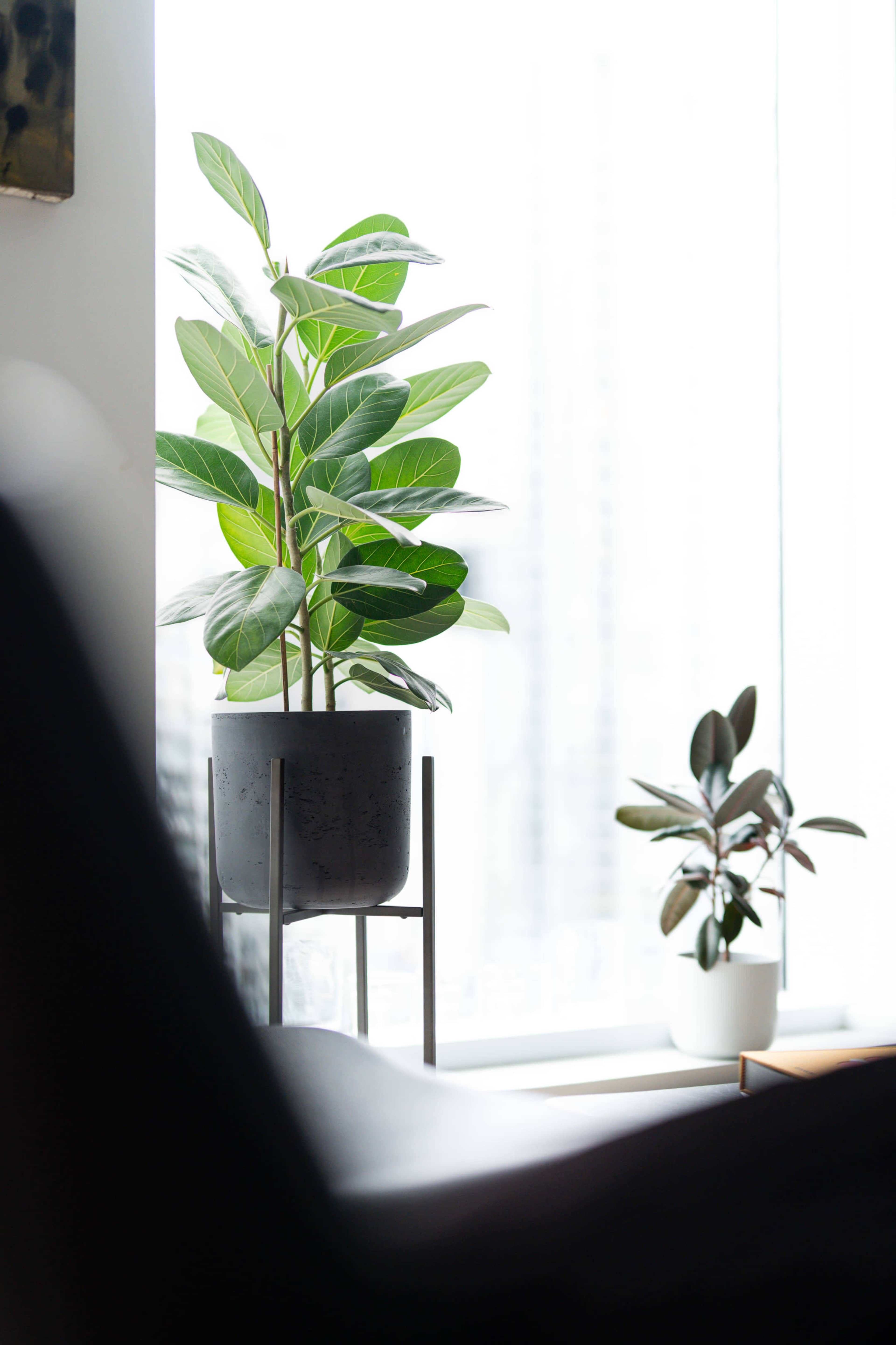 A large potted plant stands next to a smaller potted plant by a window with natural light.