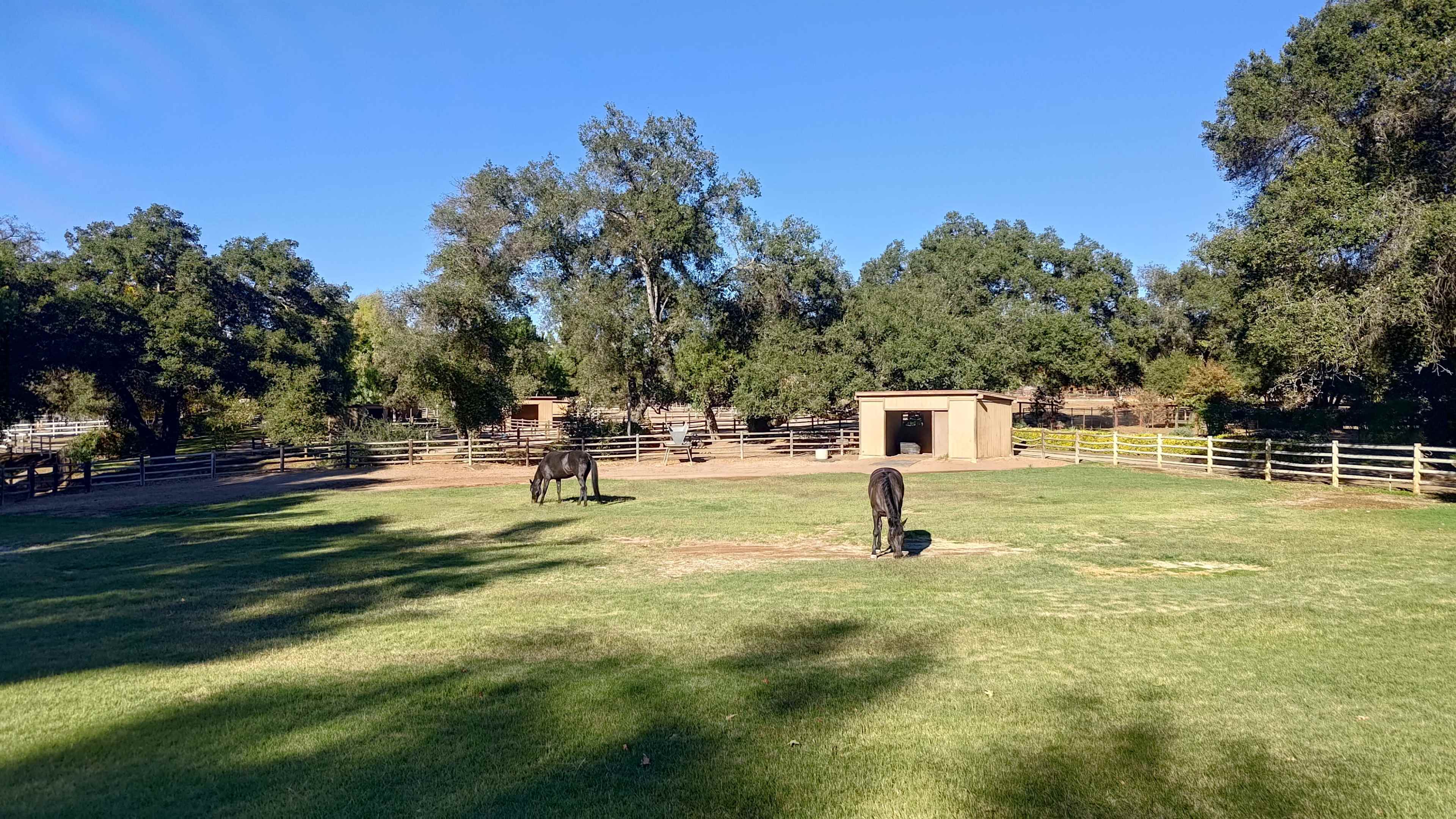 Stunning Horse Farm with Ancient Oak Trees Image in Valley Center, Valley Center, CA