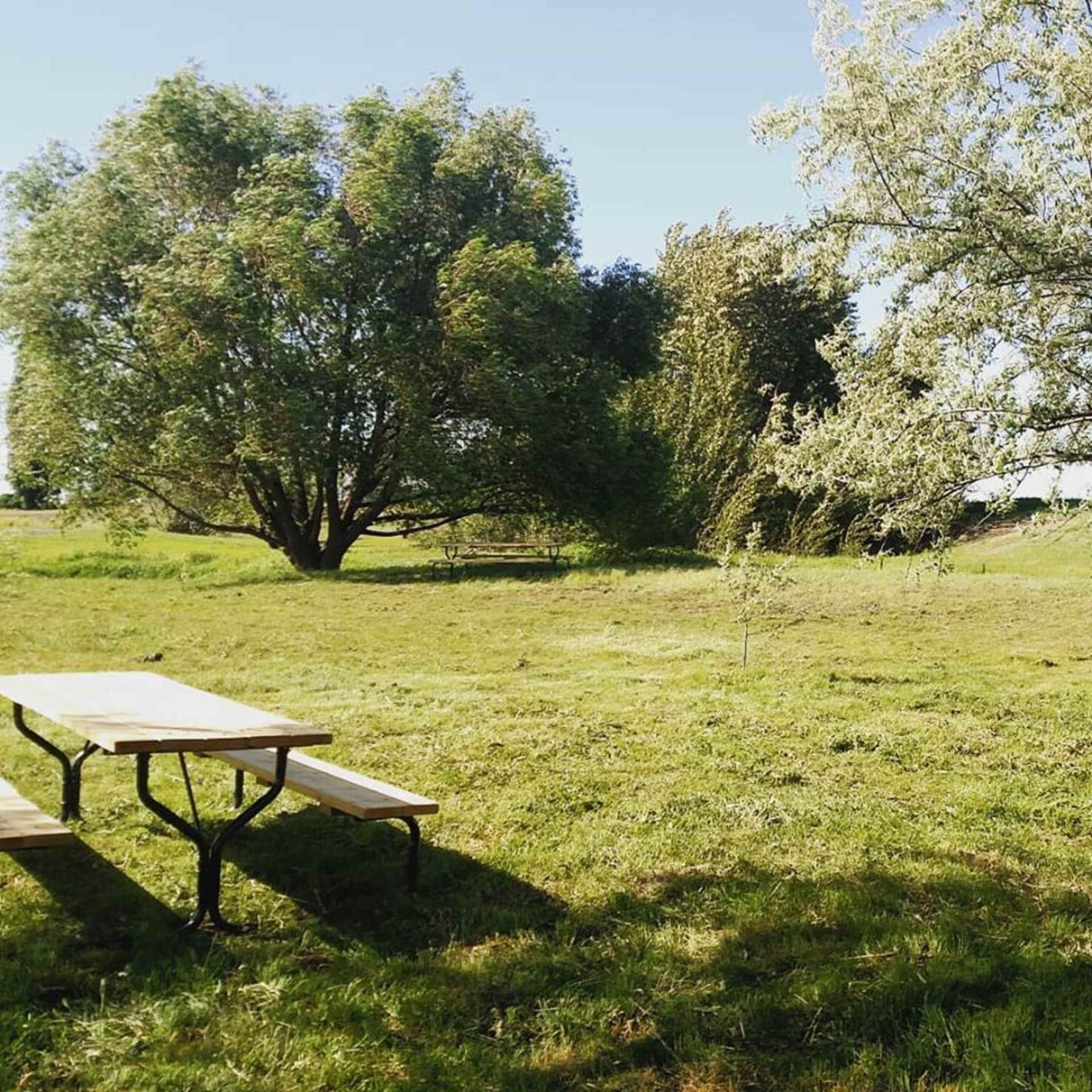 A wooden picnic table sits in a grassy area surrounded by trees under a clear sky.