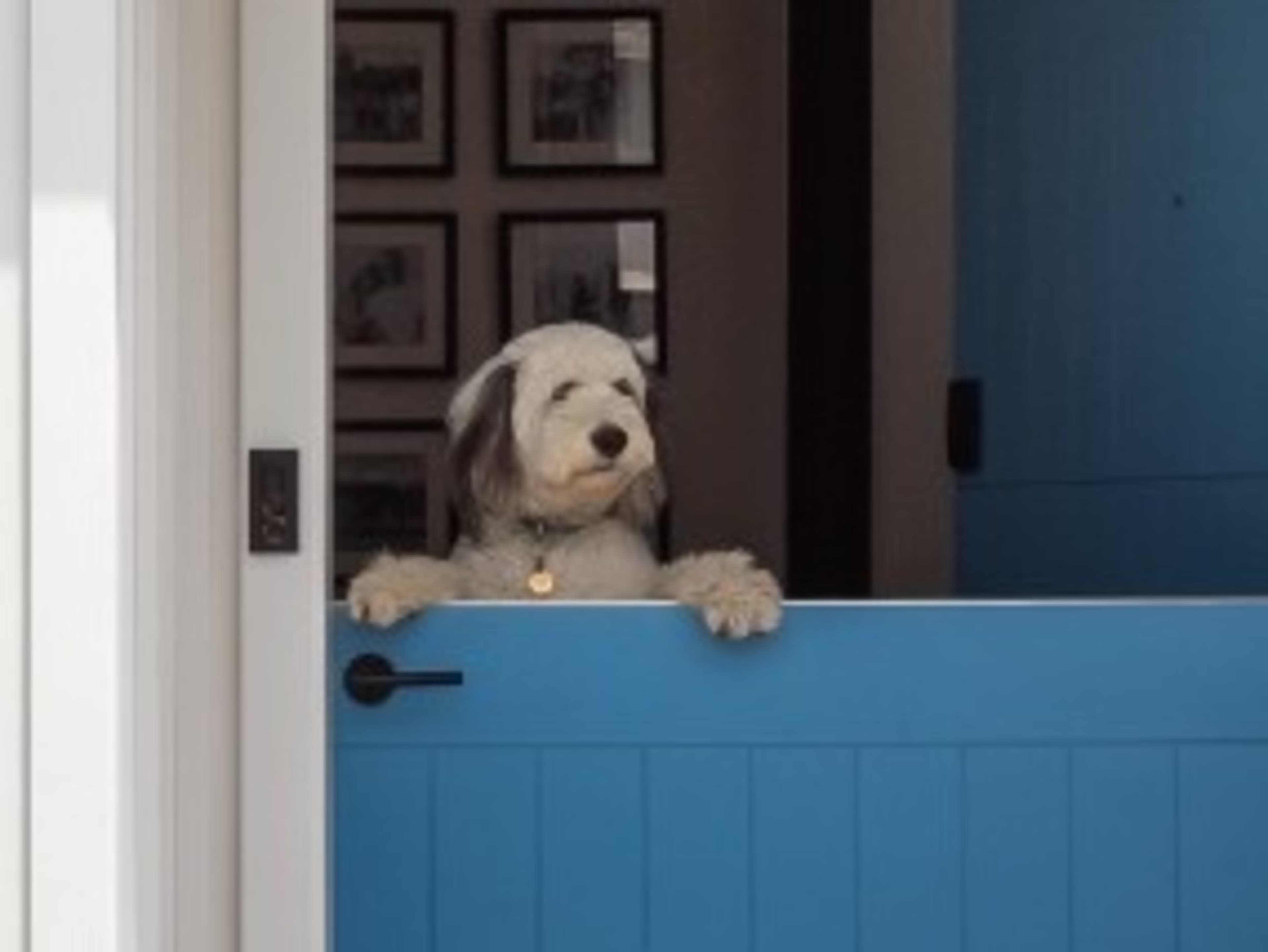 Walter, the old english sheepdog