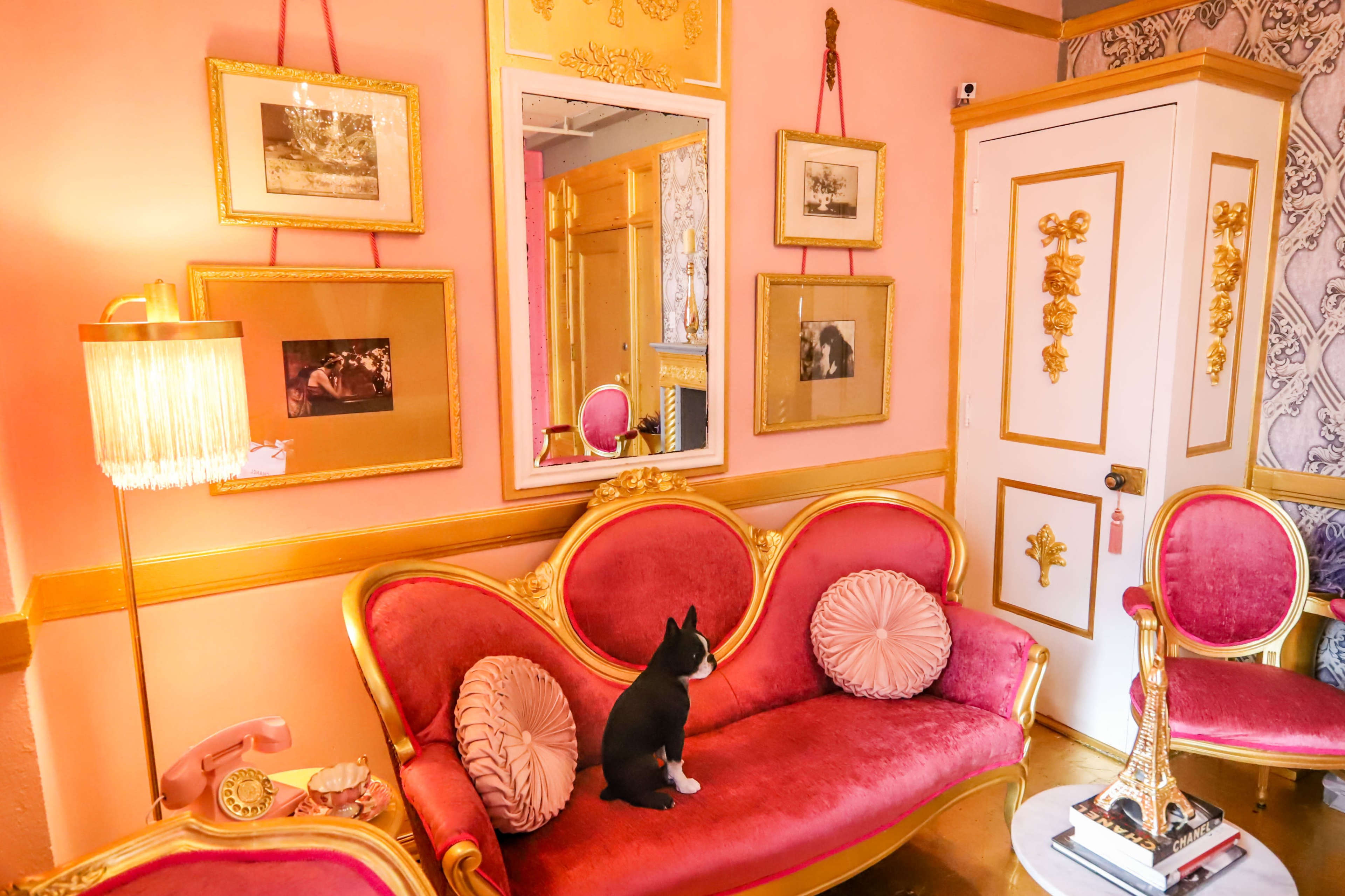 A black and white dog sits on a pink velvet sofa surrounded by framed pictures and gold accents in a decorative room.