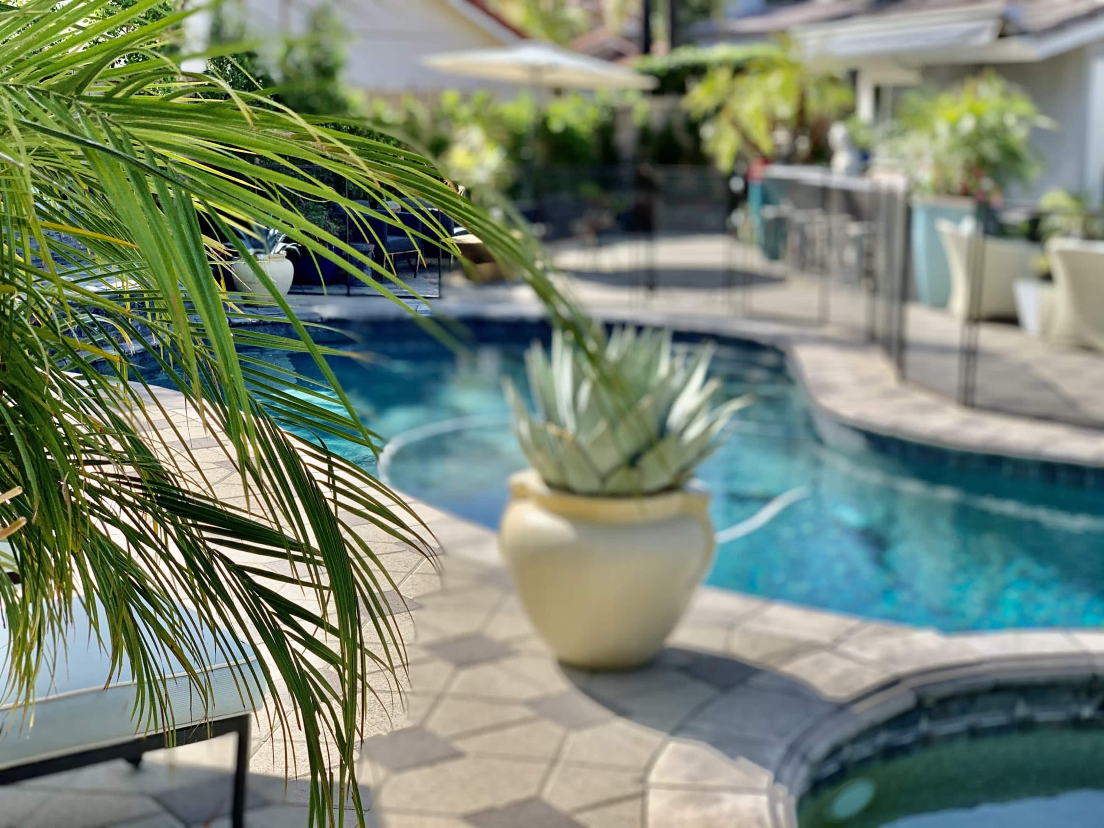 A well-maintained pool area features a large planter with succulent plants and palm fronds in the foreground.