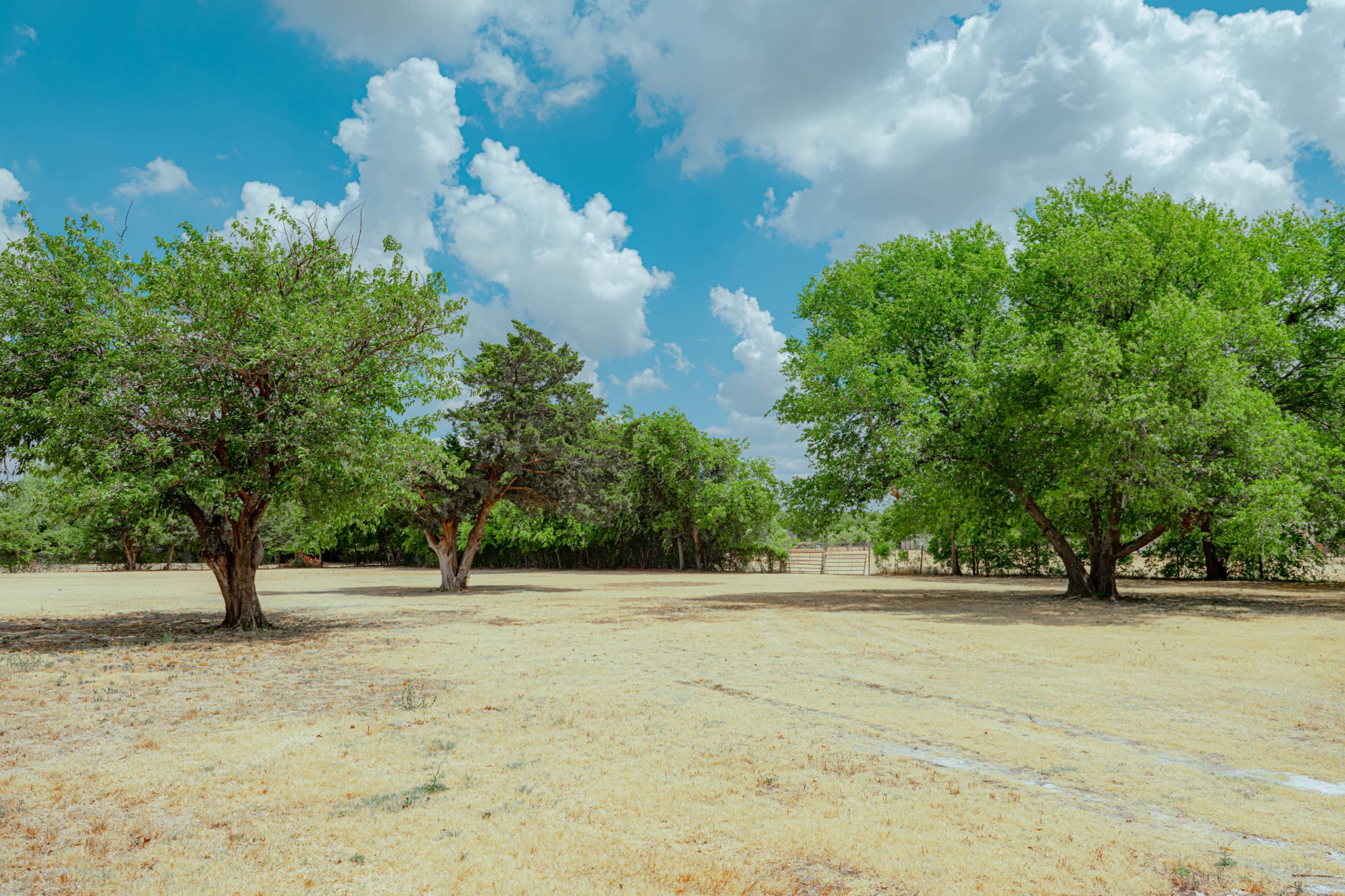 A wide-open field features several trees against a backdrop of blue skies and scattered clouds.