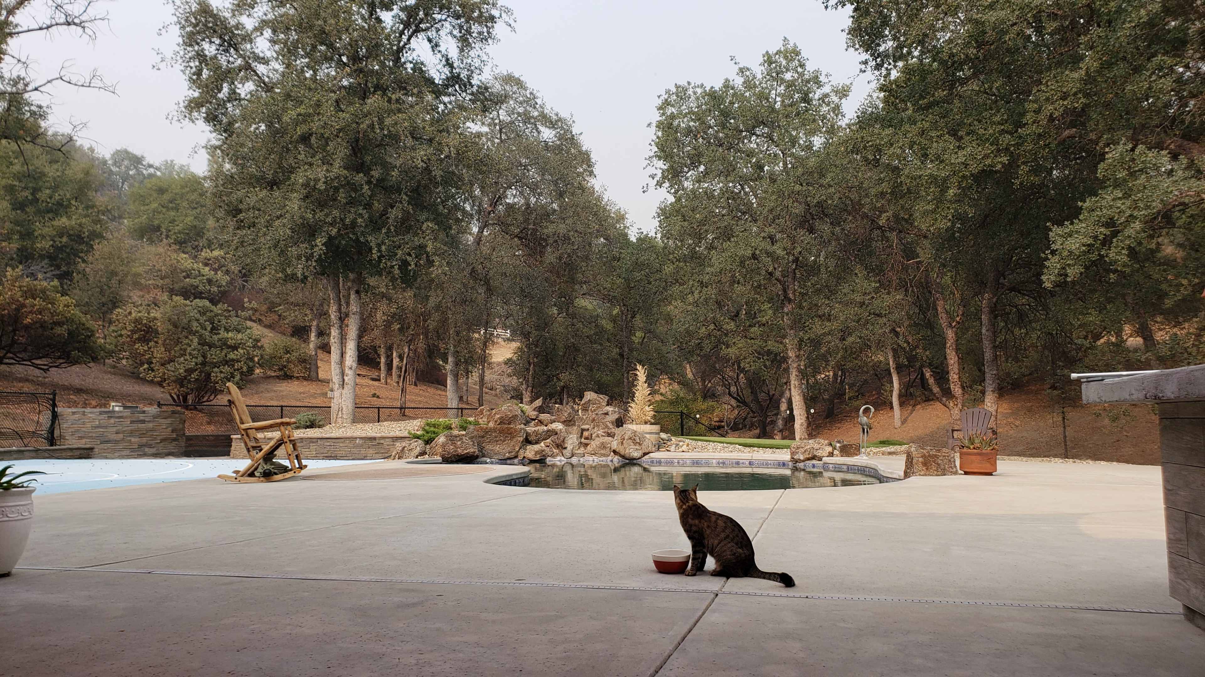 A cat drinks from a bowl near a swimming pool surrounded by trees and a dry landscape.