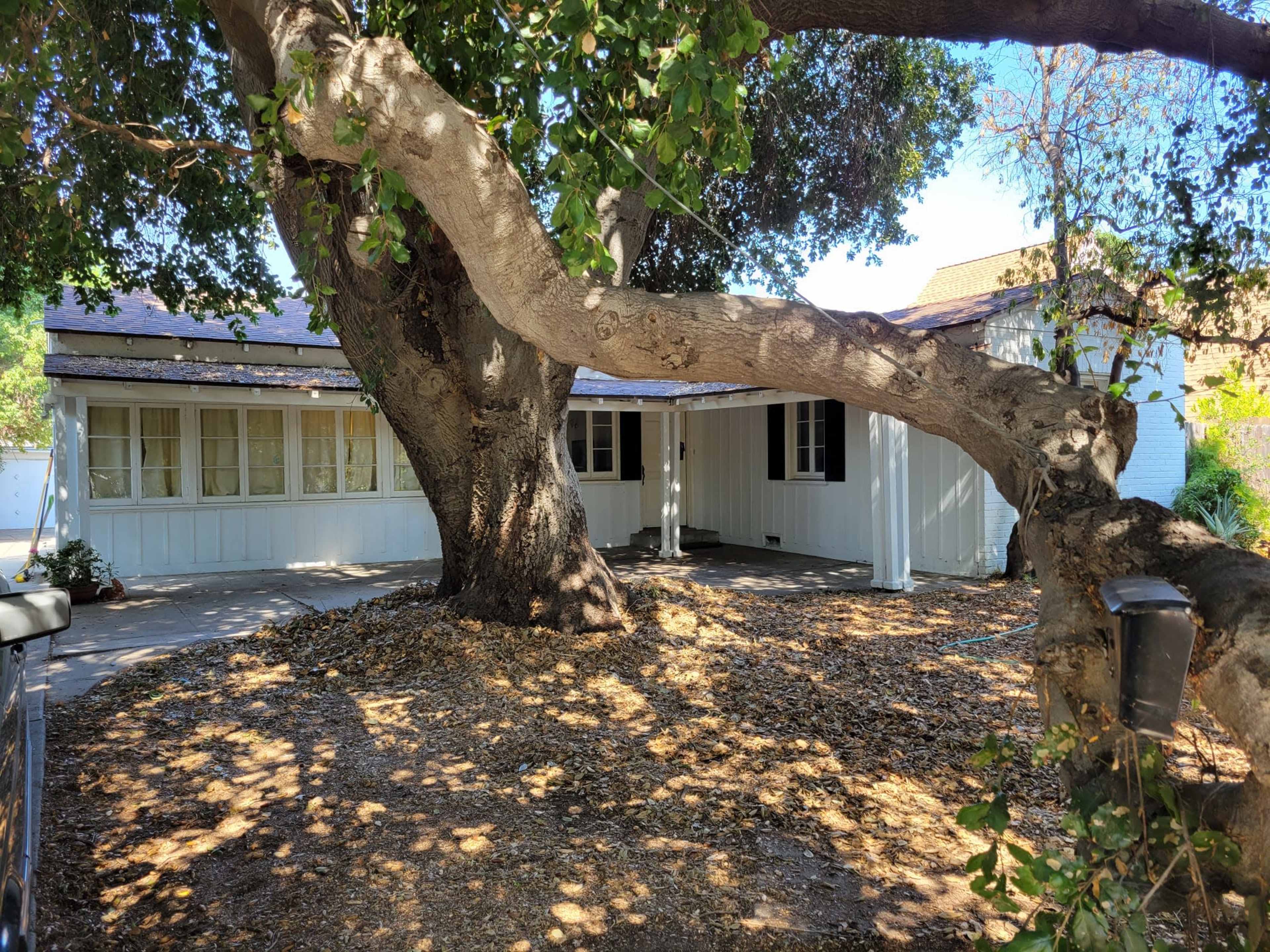 A large tree with a twisted trunk stands in front of a single-story white house, surrounded by dry leaves scattered on the ground.