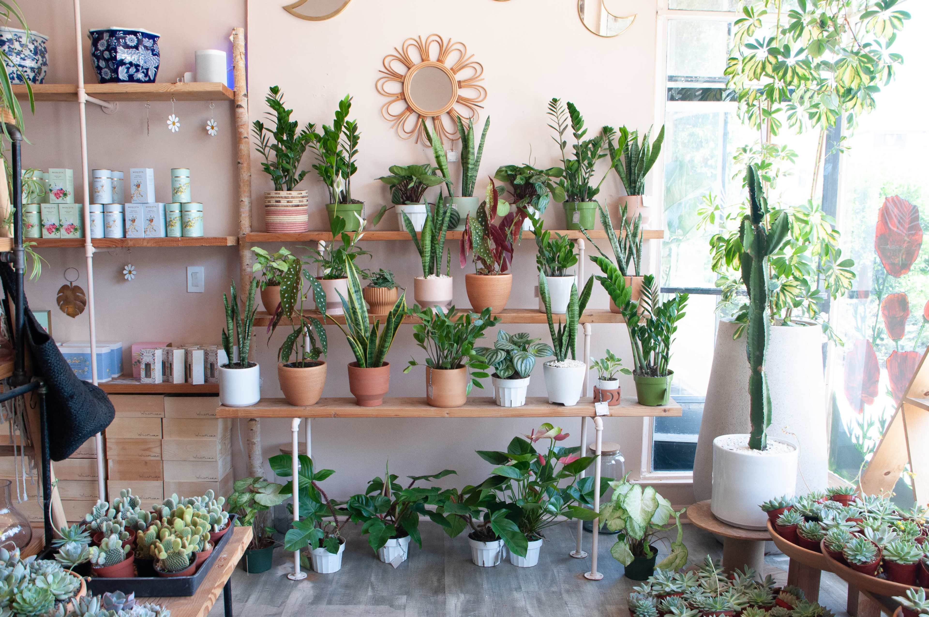 A well-organized display of various potted plants arranged on shelves against a light-colored wall, with additional greenery on the floor.